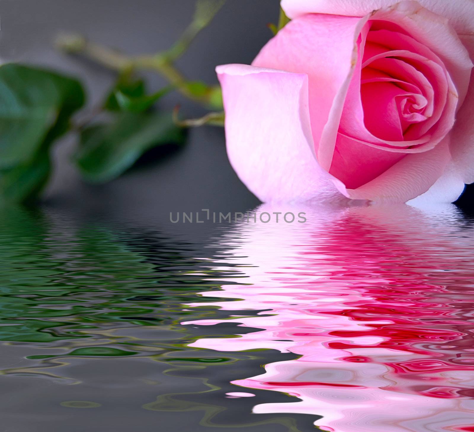 Pink fresh rose in water on black background with leaves