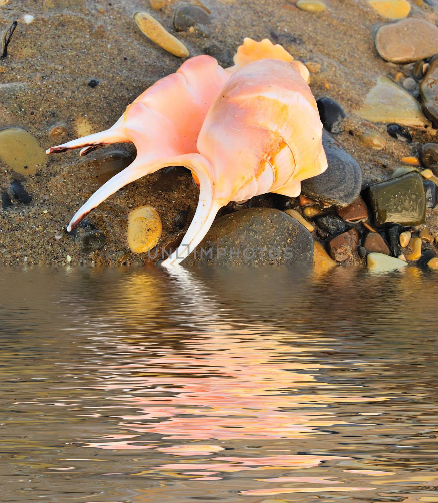 closeup of sea shell over wet sand near water