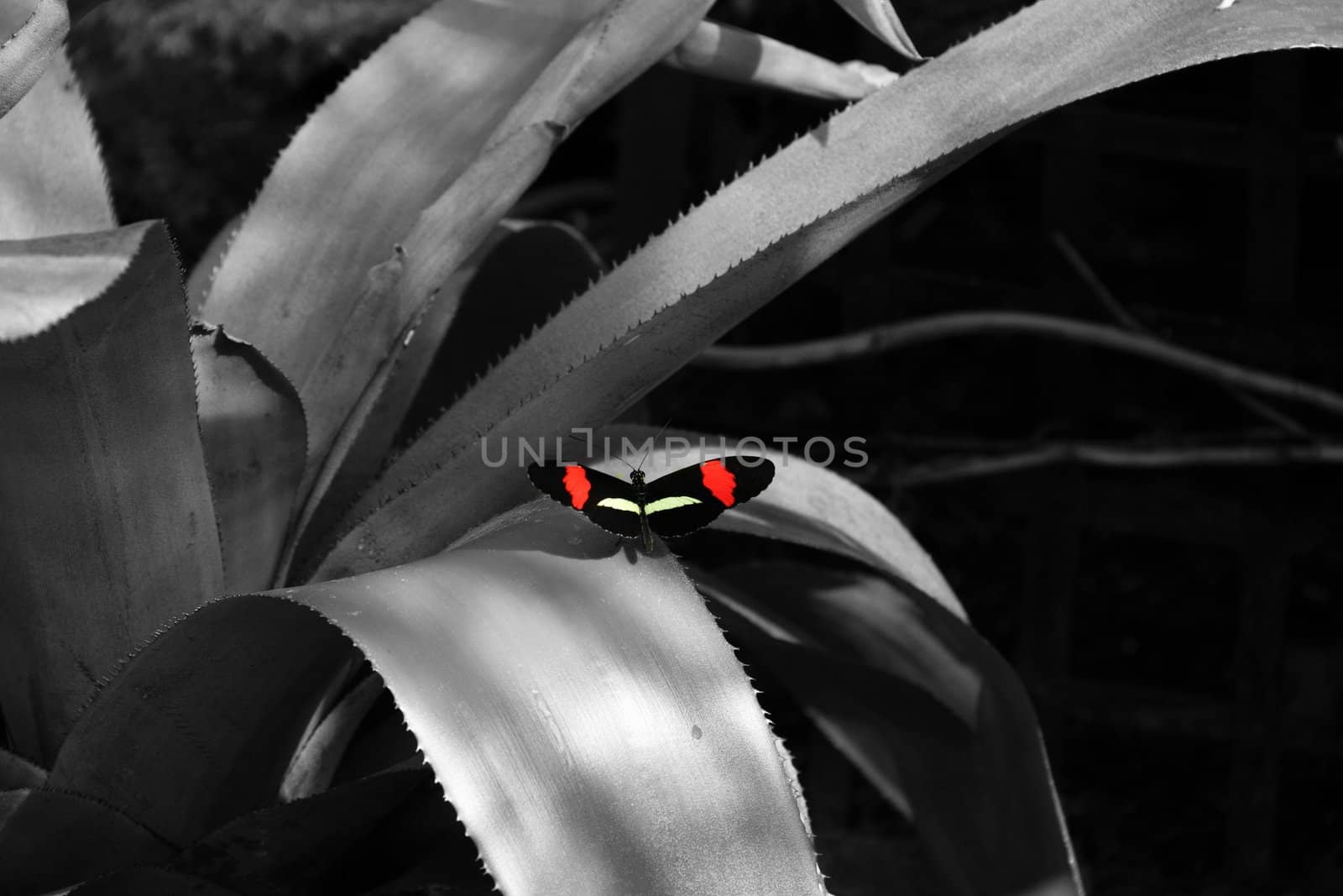 Selective Color Butterfly by jasony00