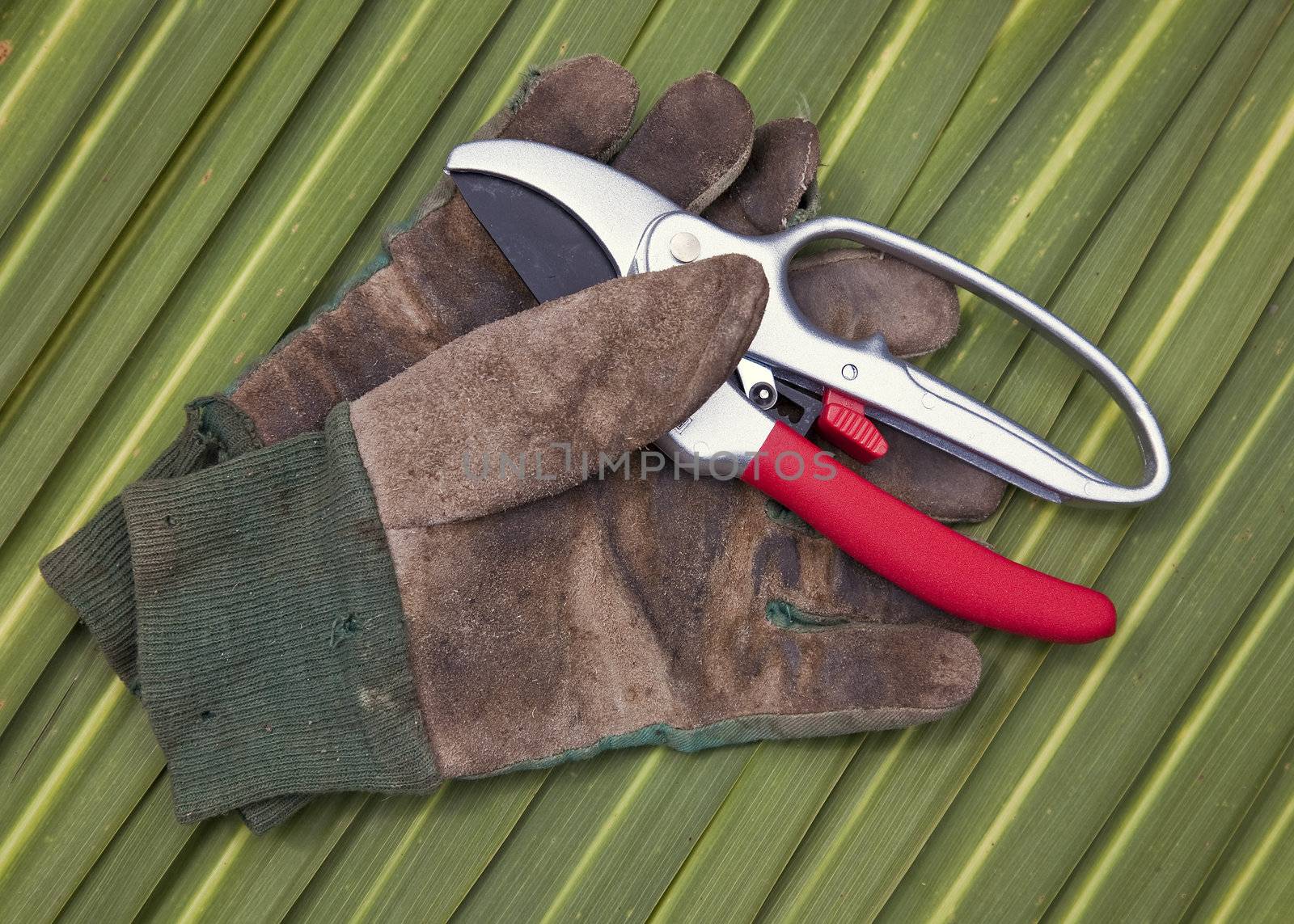 A pair of secateurs and old gloves on a leaf background.