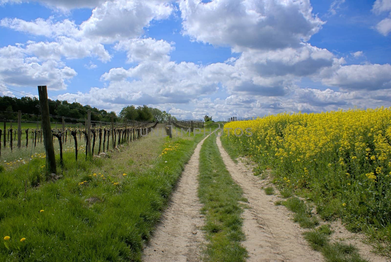 A scenic path surrounded by vineyards and rape fields.
