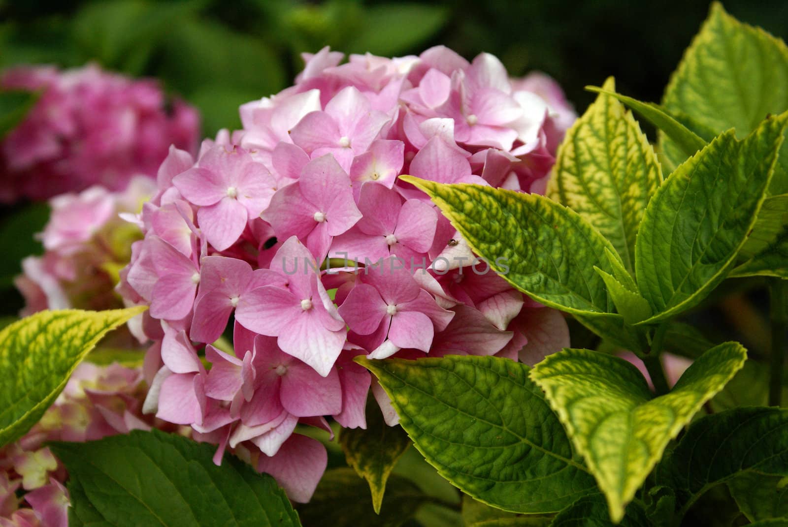 A closeup of a pink hortensia growing in a shady spot in the garden.