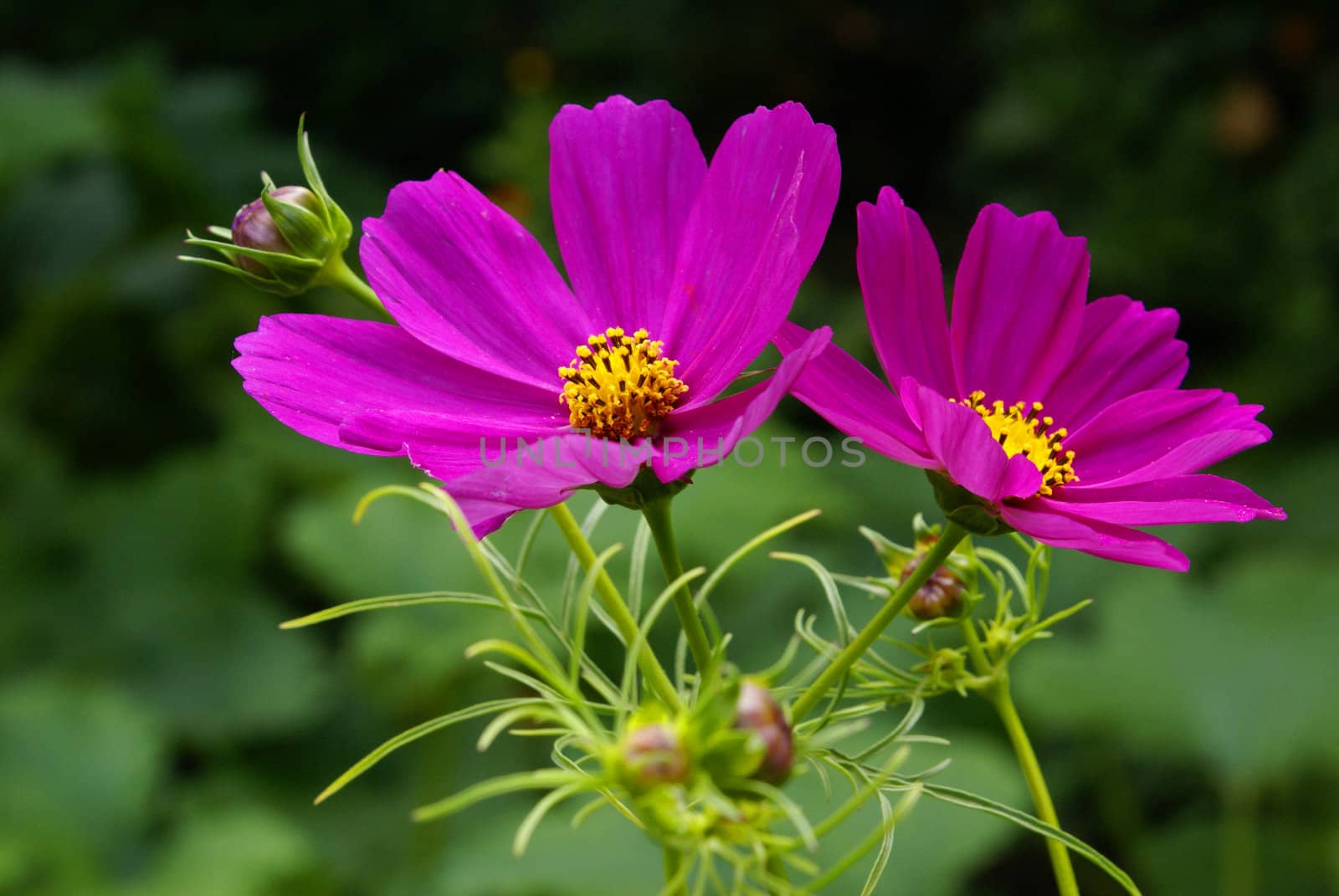 A closeup shot of a pink cosmos flower.