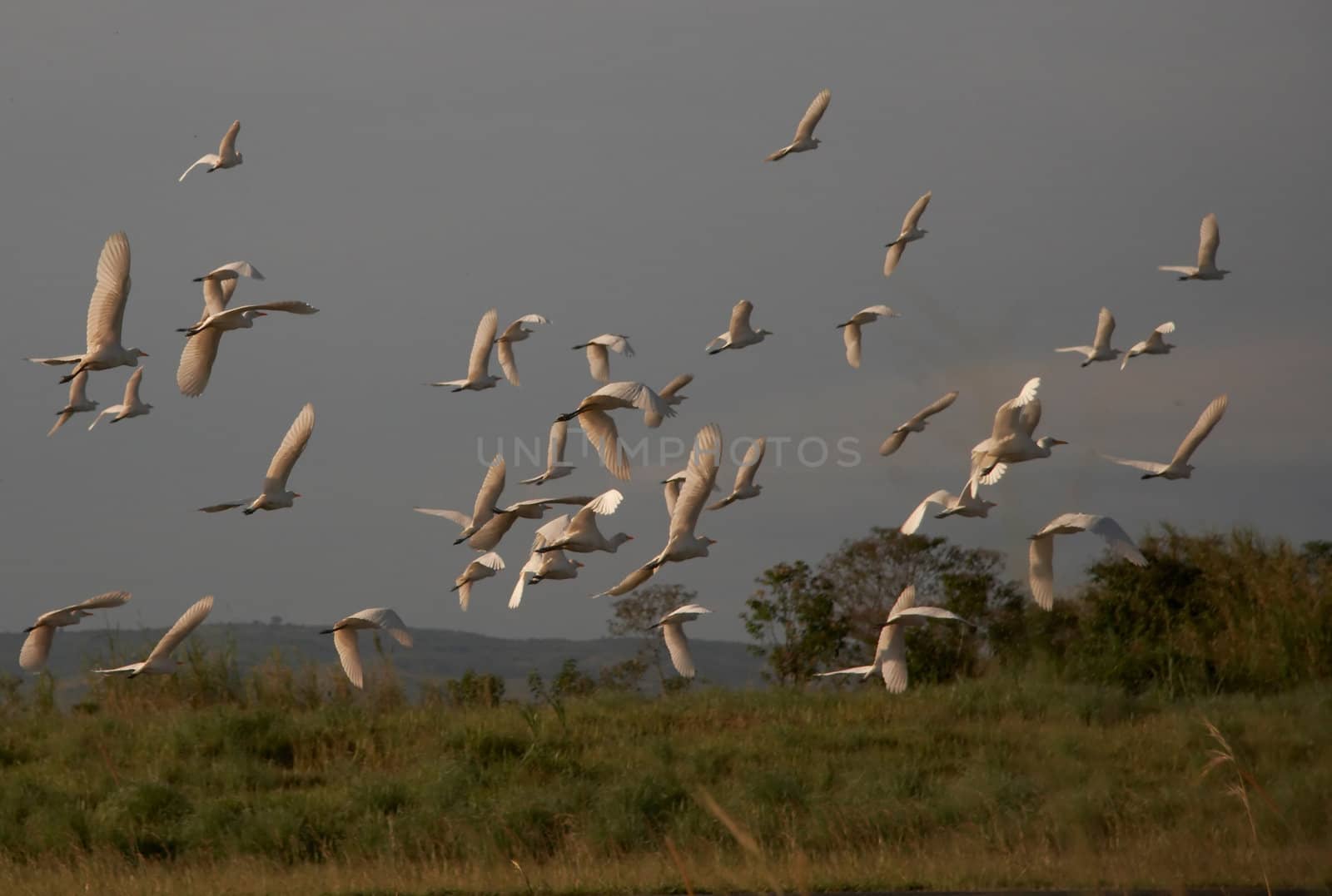 Egrets are overfluing the field.