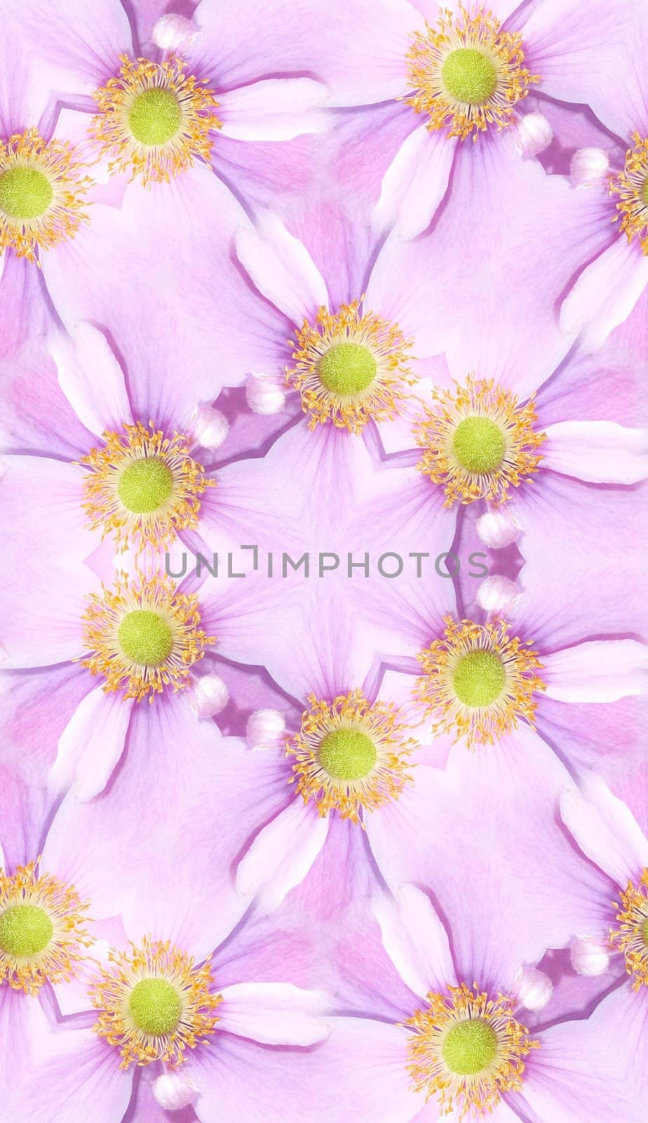 A seamless pattern background made out of a Japanese Anemone background.