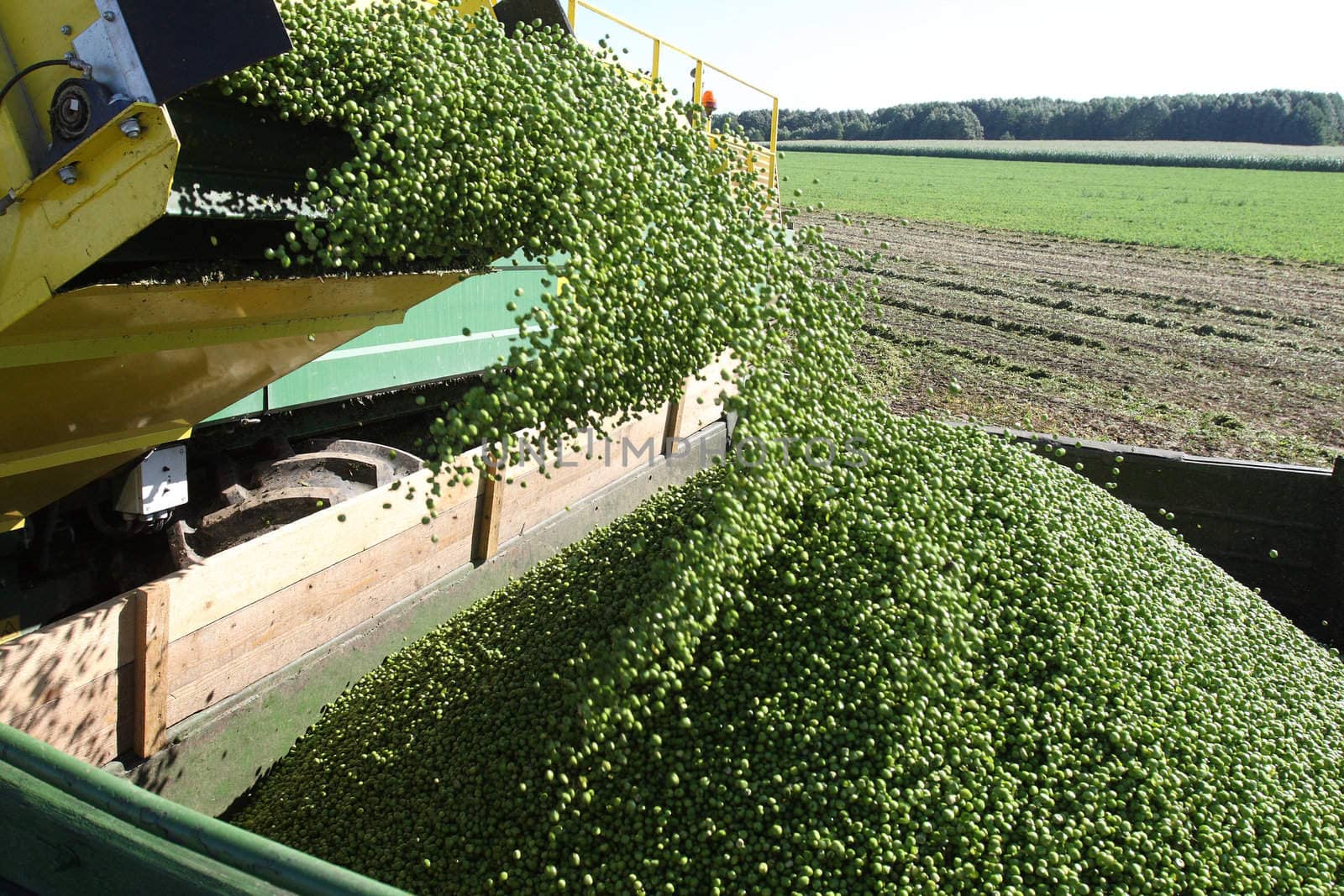 Harvesting fresh green pies