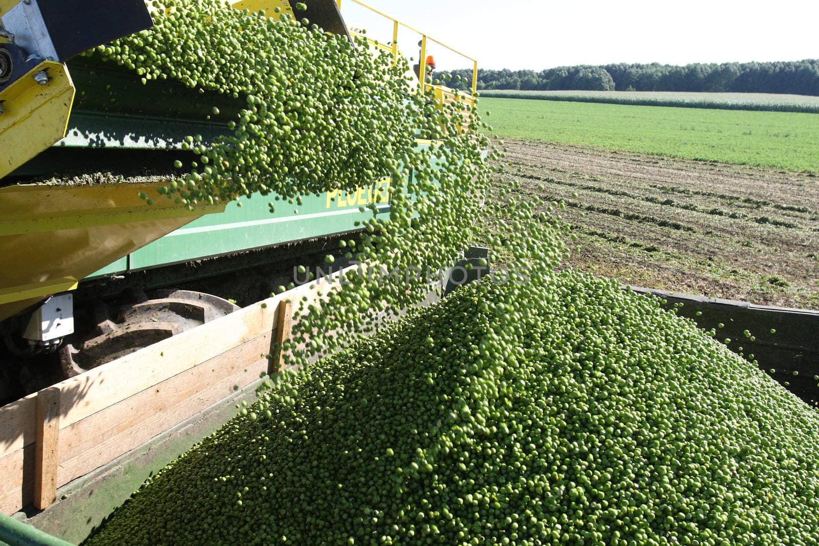 Harvesting fresh green pies
