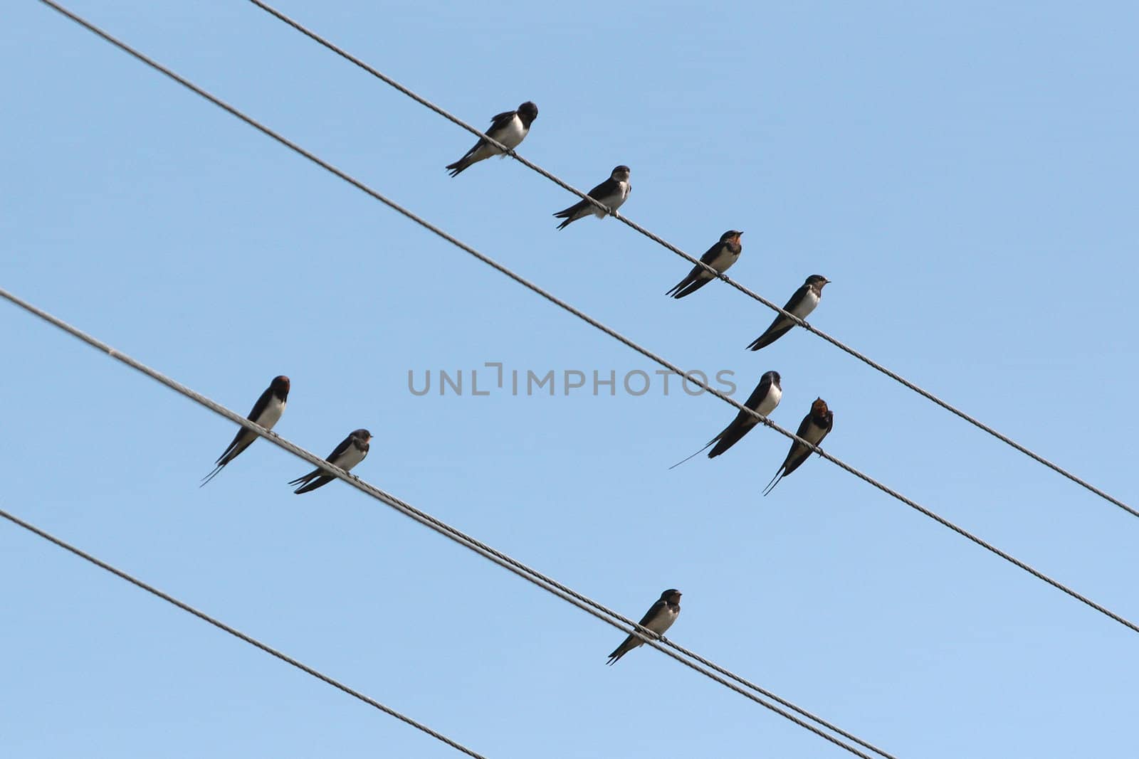 Singing swallows on wires