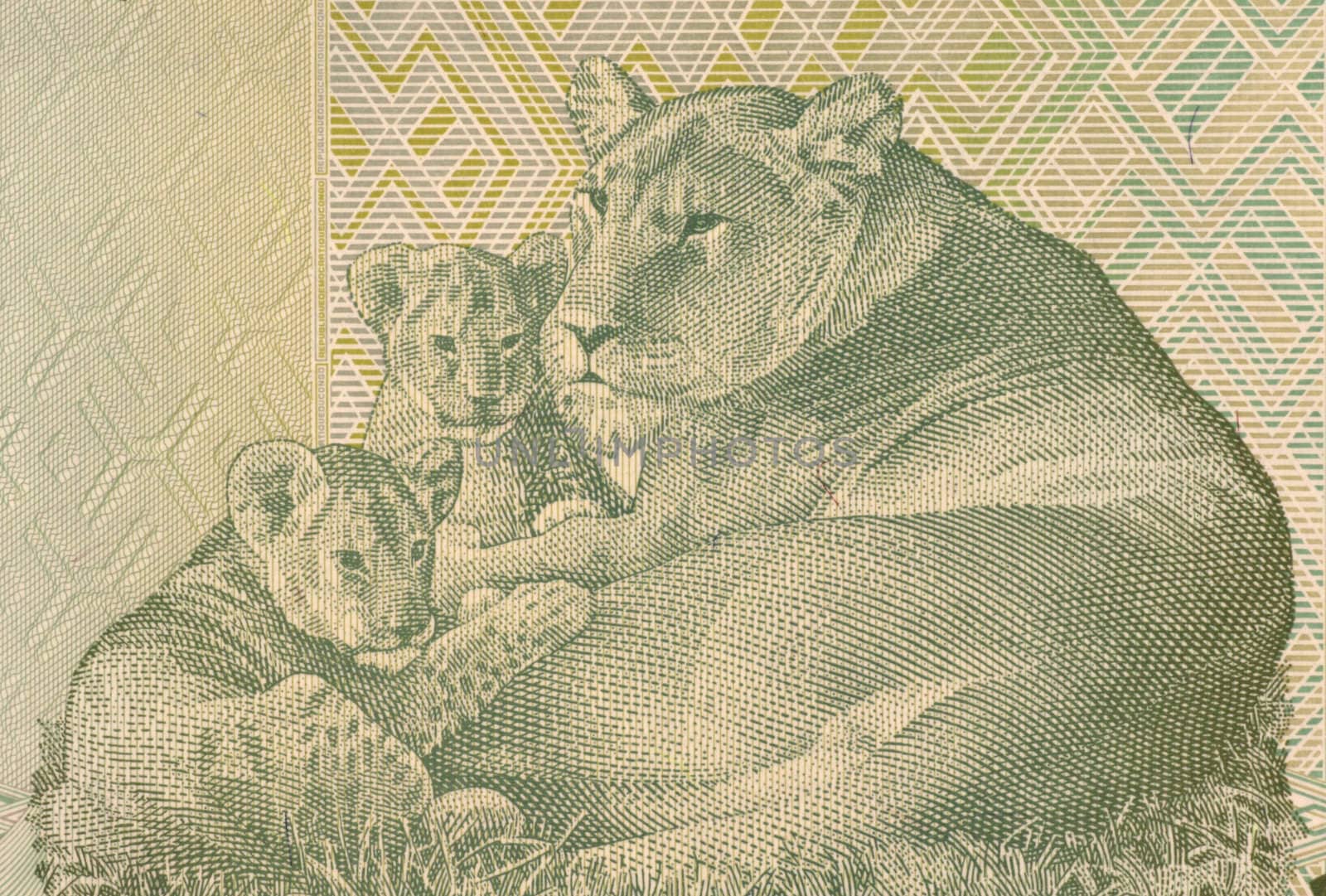 Lioness Lying with two Cubs on 20 Francs 2003 Banknote from Congo.