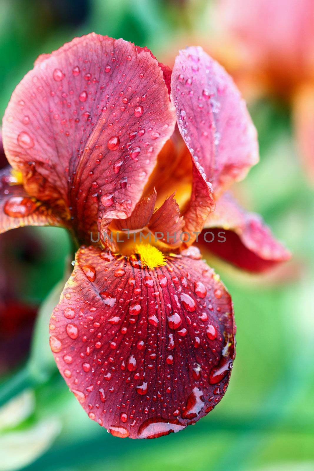 Beautiful Bearded Iris wet from spring rain.