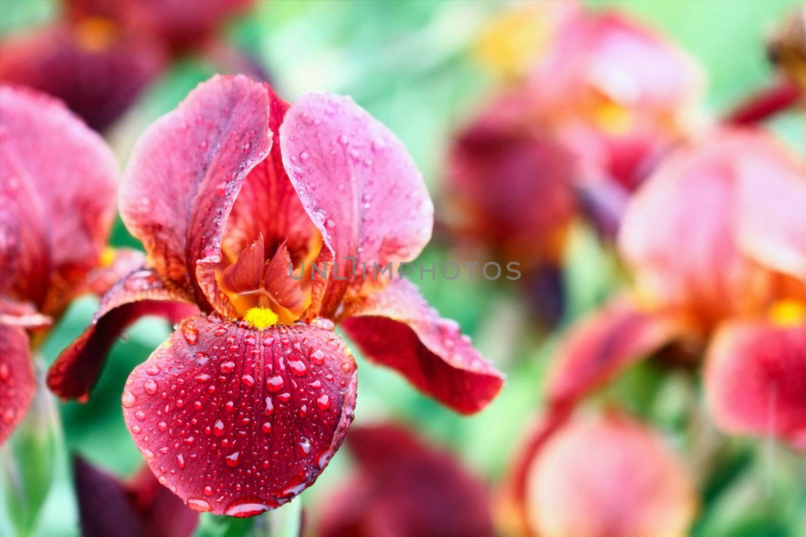 Beautiful Bearded Iris wet from spring rain.