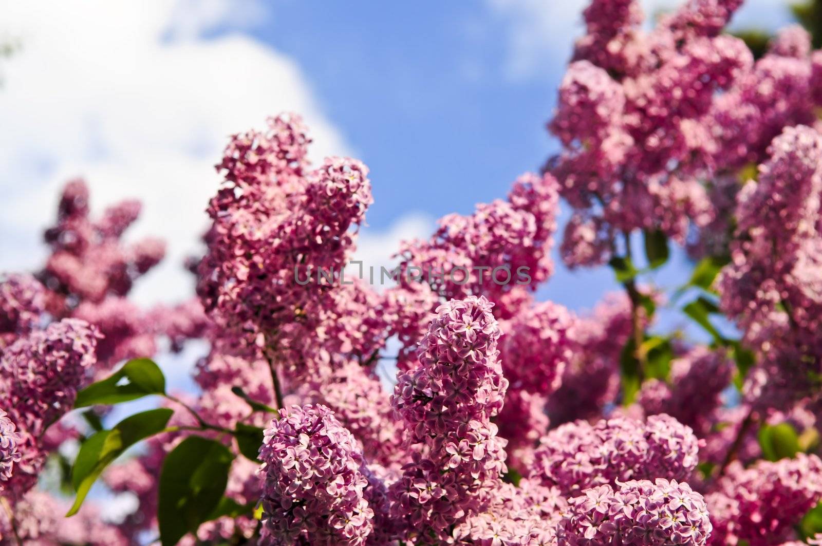 Abundant flowers of purple lilac blooming in late spring