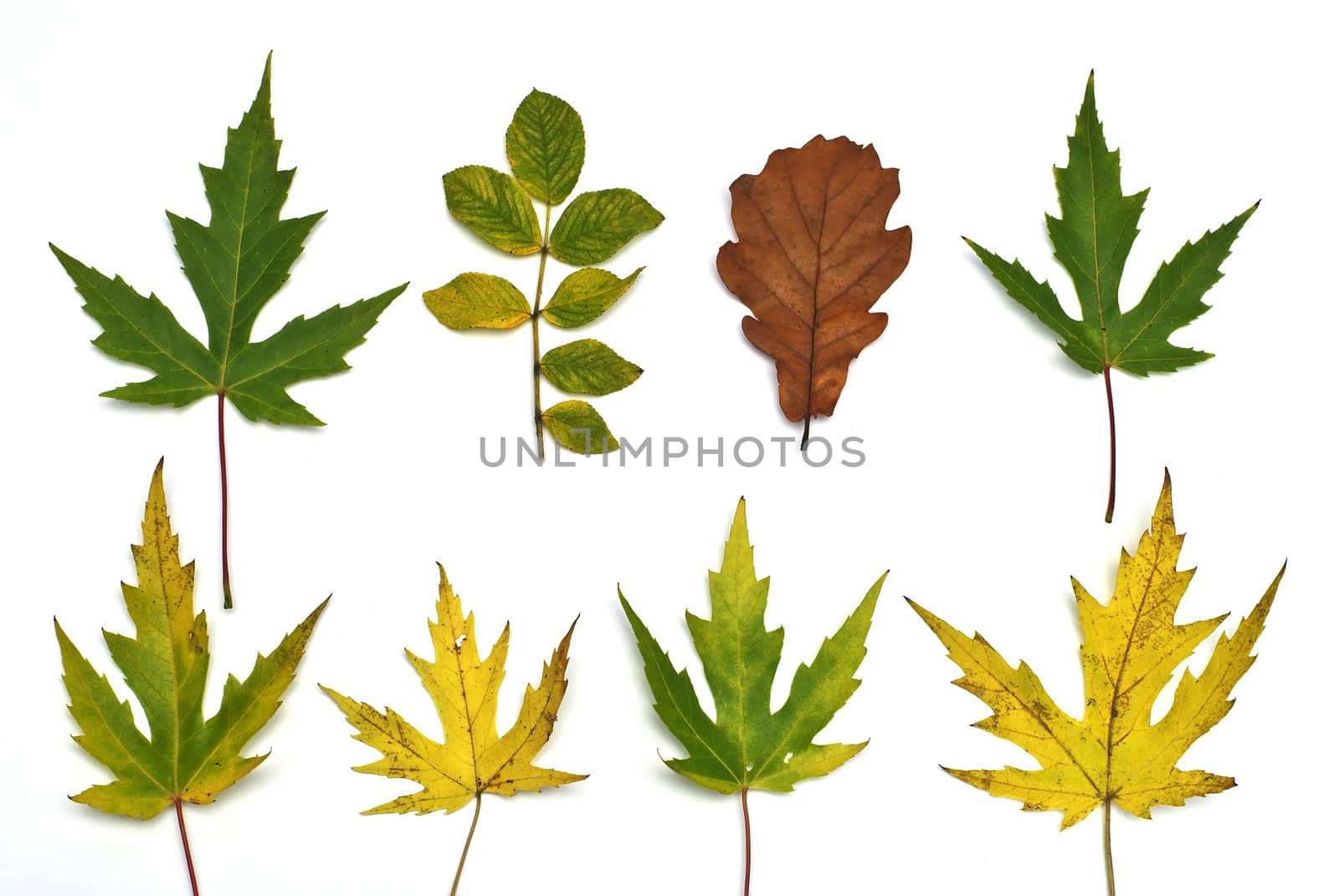 leaves on autumn isolated on white