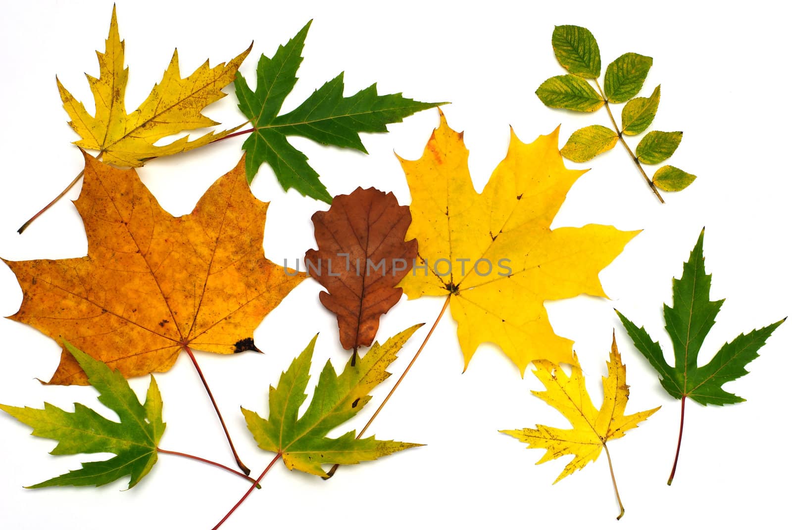 leaves on autumn isolated on white