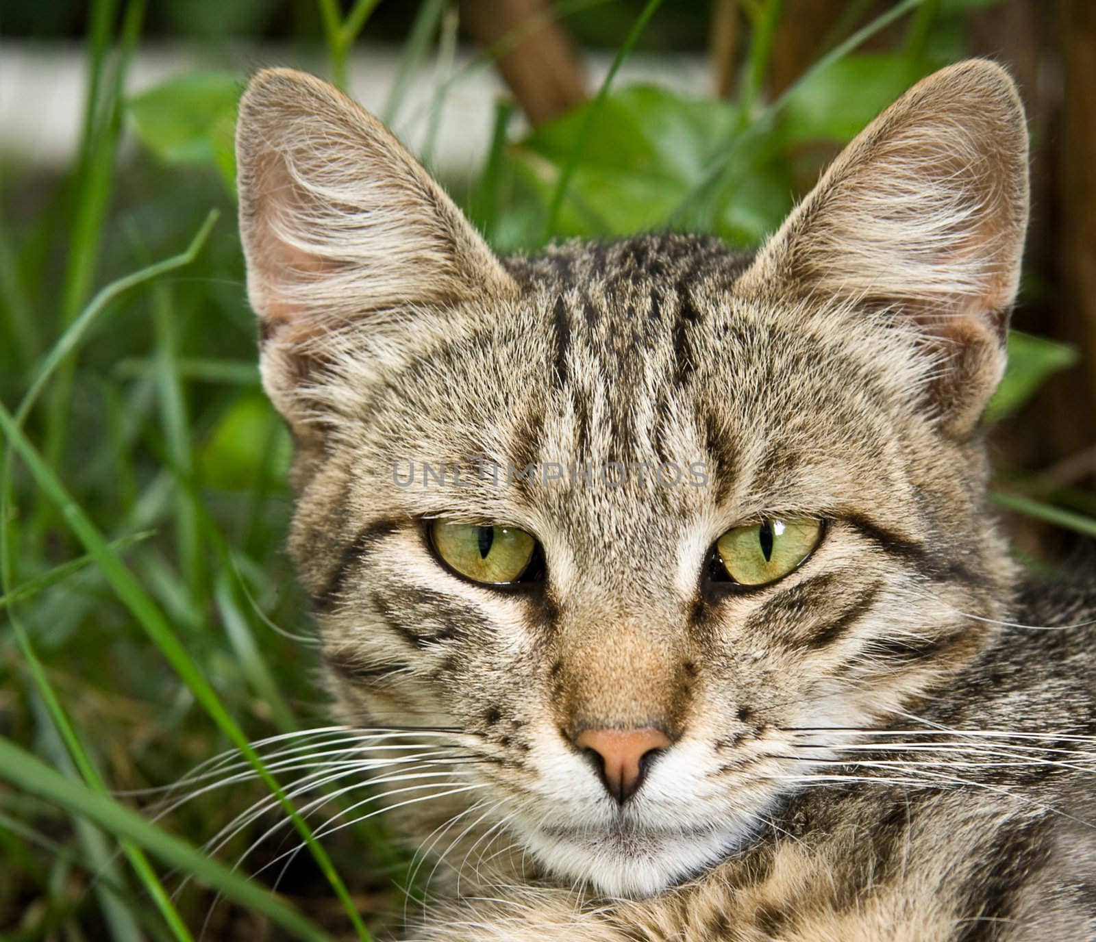 Striped cat close-up portrait