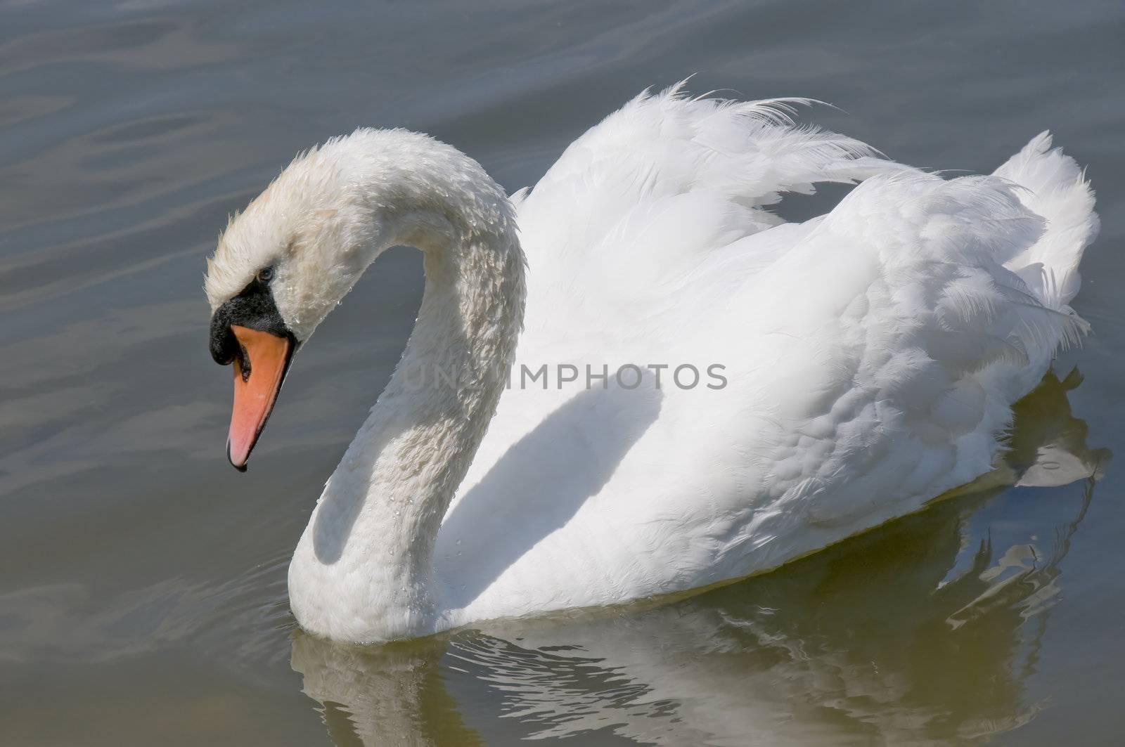 
The evening before sunset swan clap  their wings