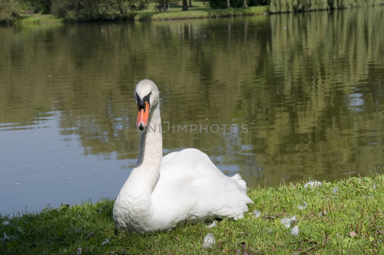 White swan resting sitting on the grass
