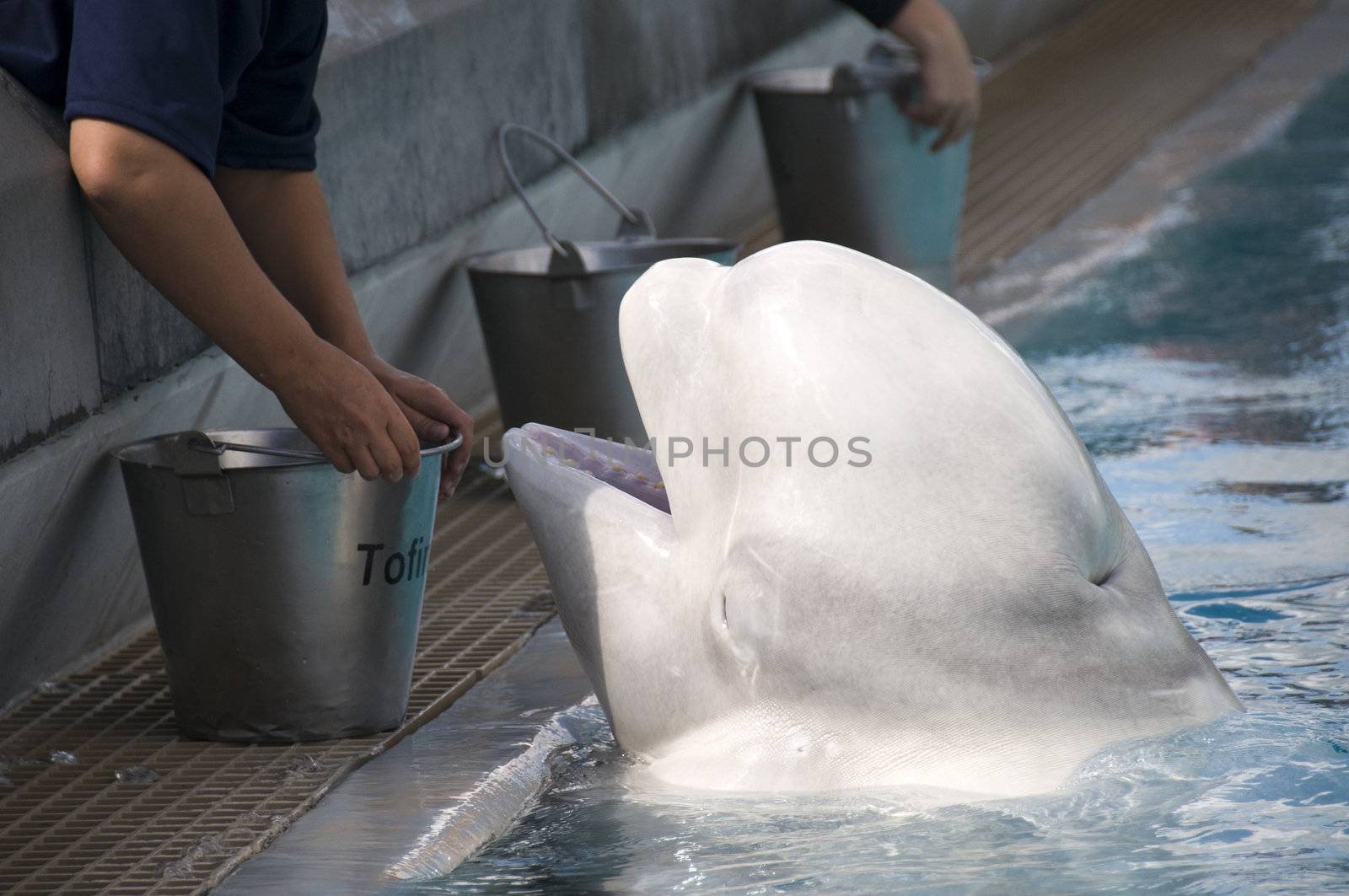 
Feeding the White Whales Oceanarium in Canada