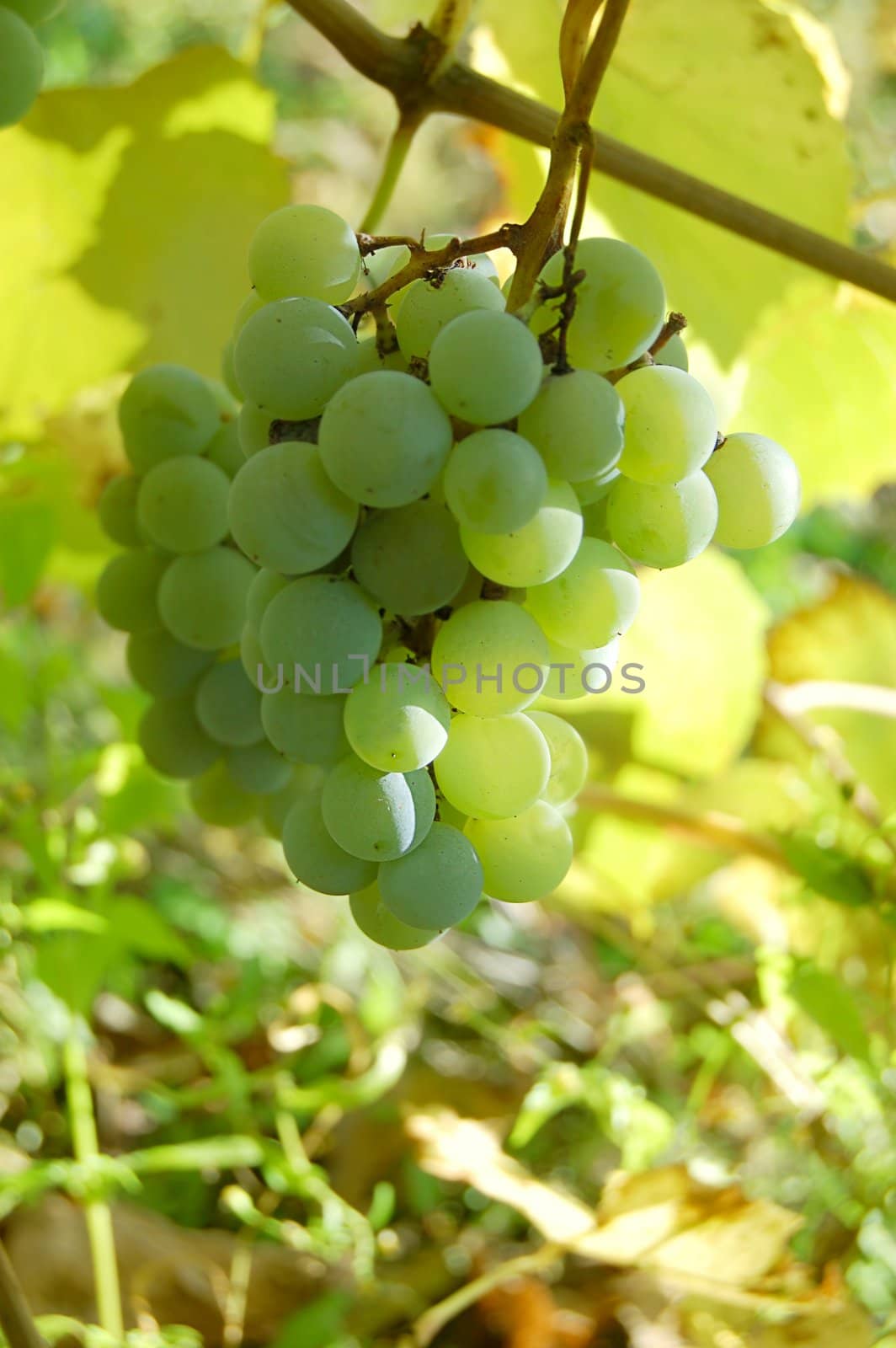 some white grape cluster on branch