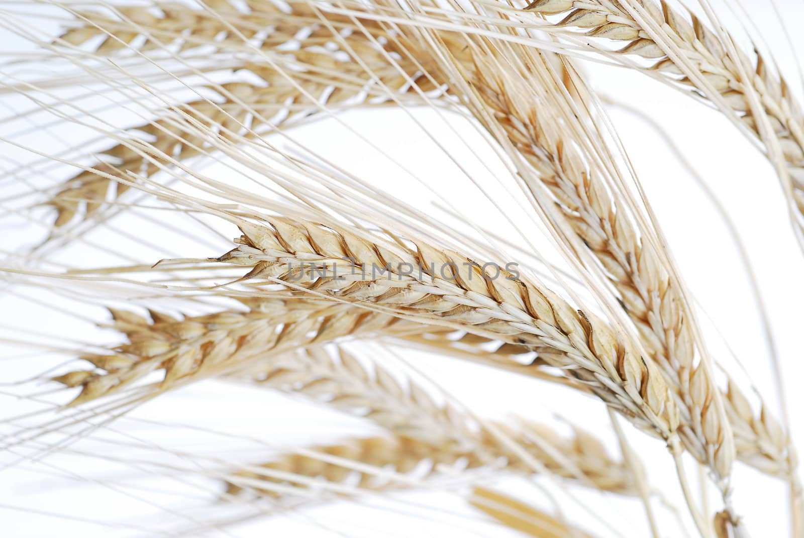 Closeup of wheat isolated on white stock photo