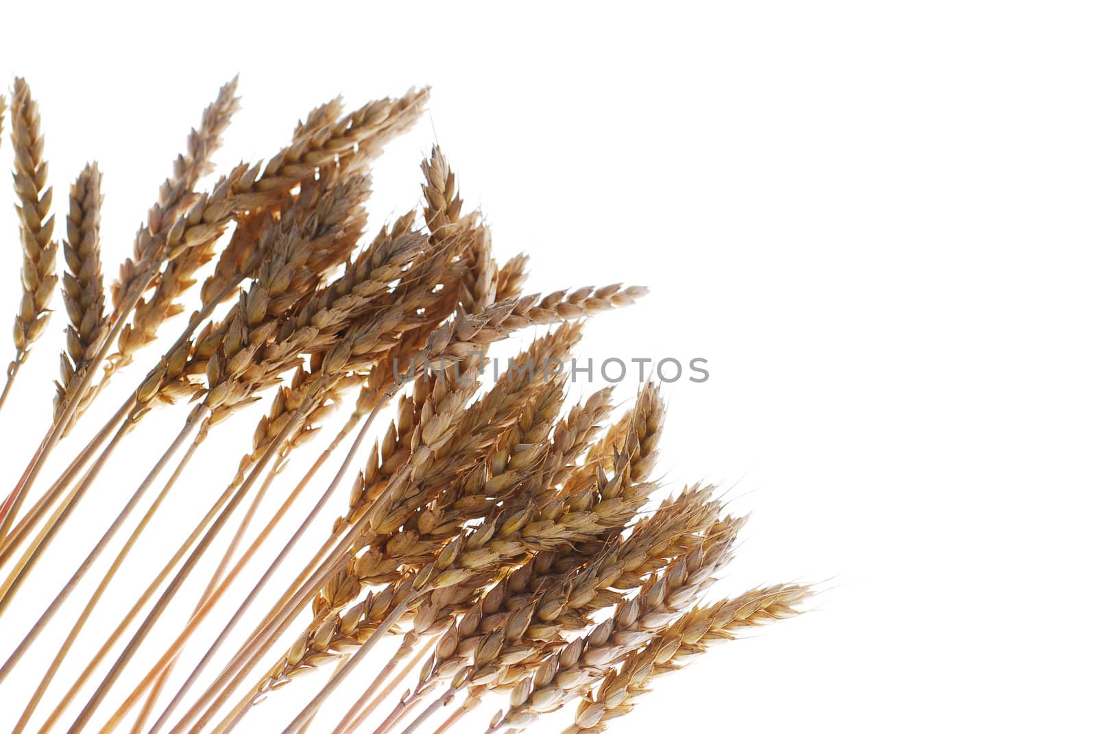 Wheat with warm colors isolated on white stock photo