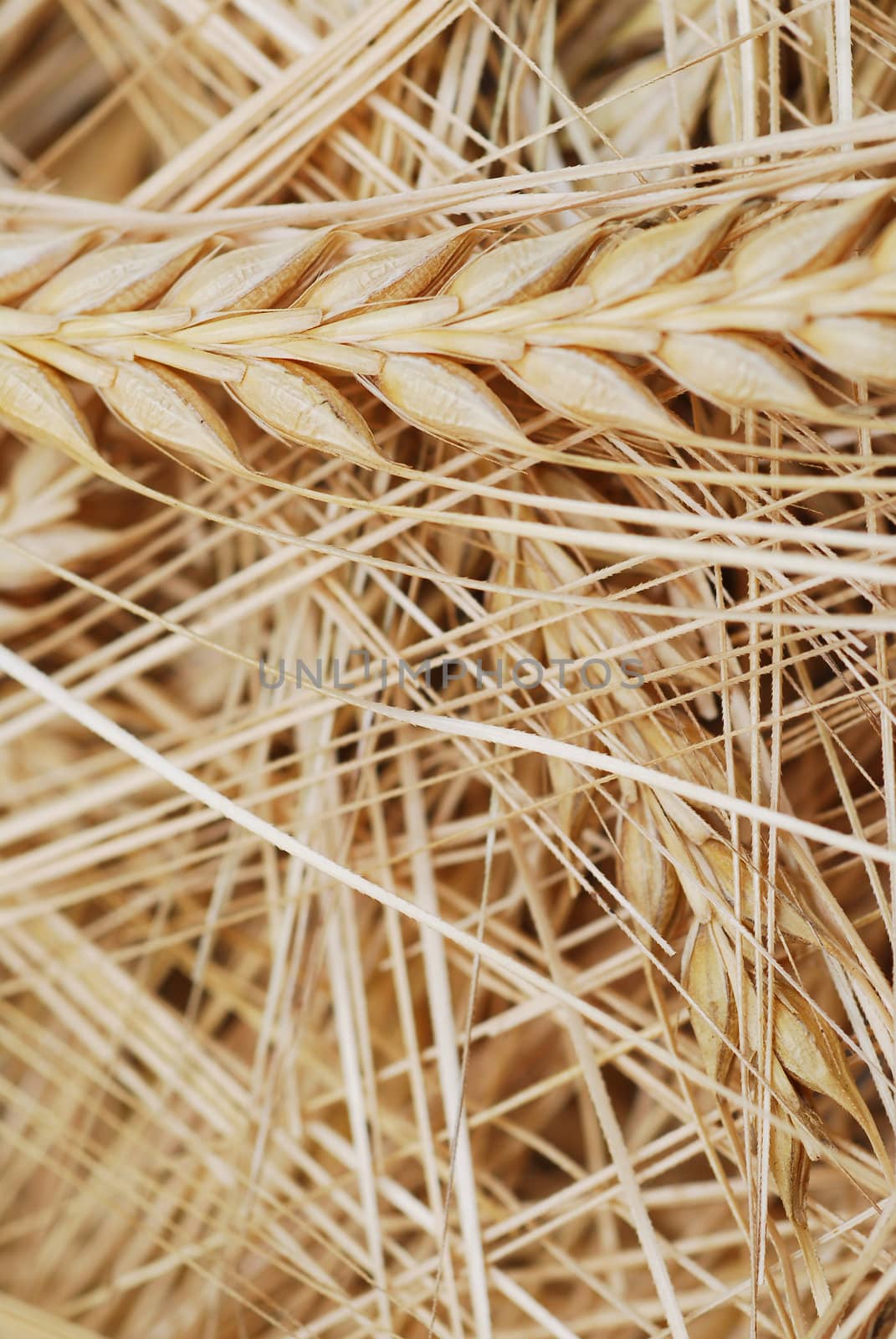 Closeup of a wheat spikes stock photo