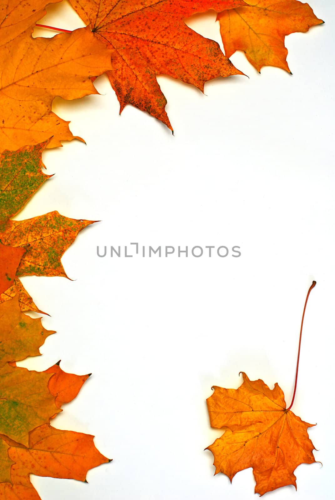 leaves on autumn isolated on white