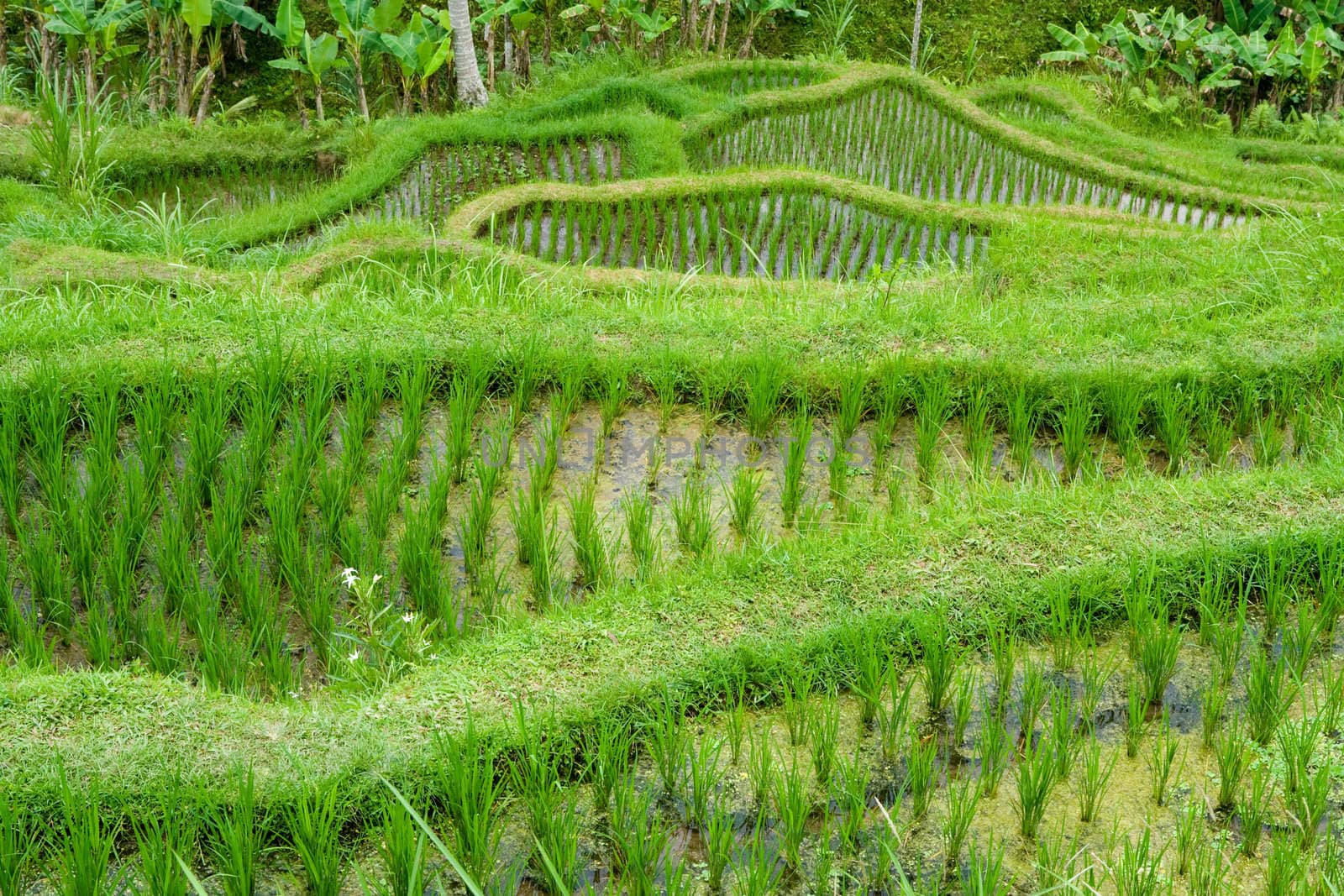 Green classic rice terraces in Indonesia (Bali)