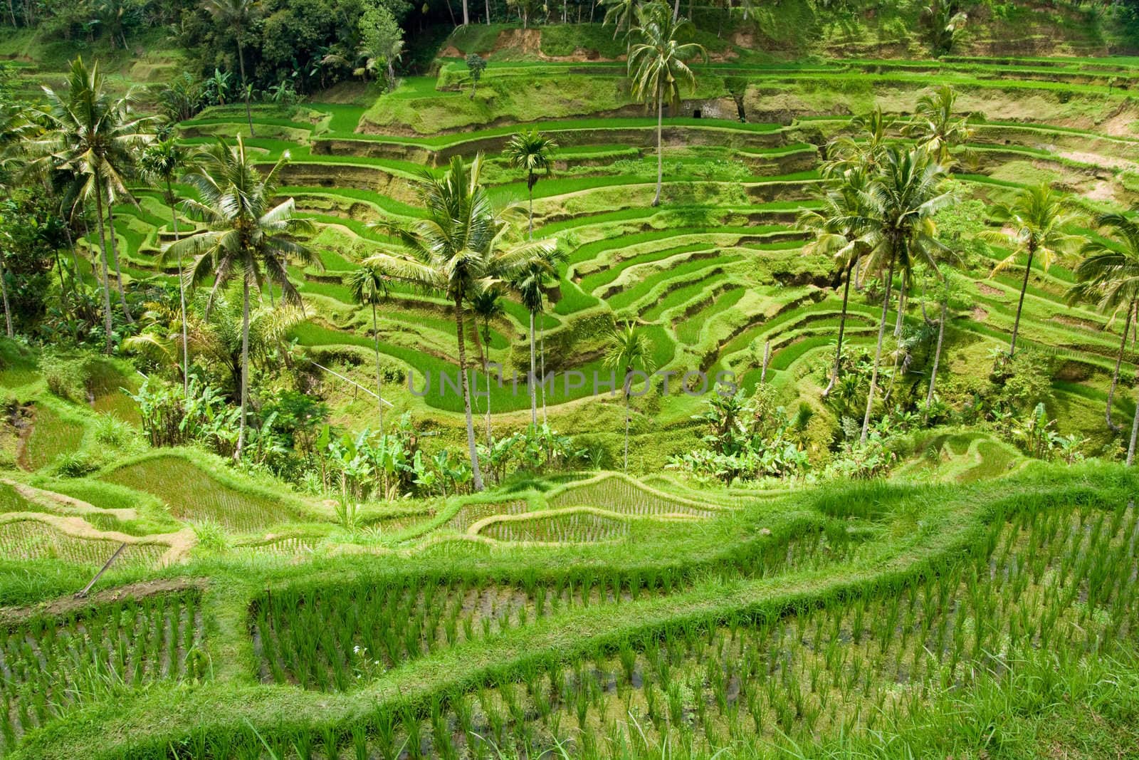 Green classic rice terraces in Indonesia (Bali)