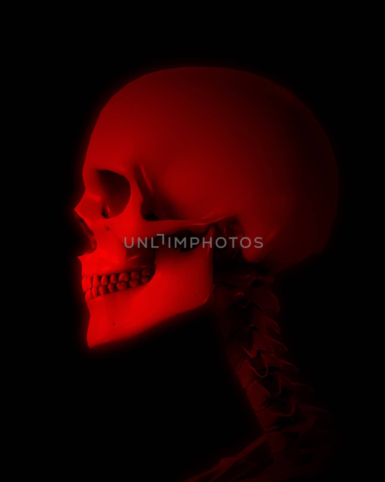 A skull for medical or Halloween concepts.