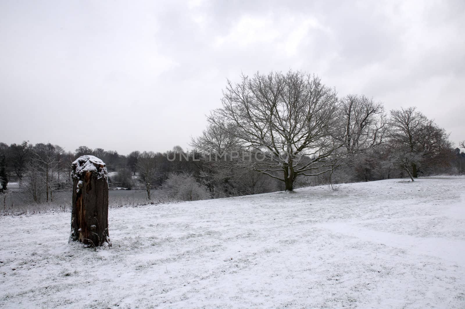 A tree stump a park covered in snow with trees in the background