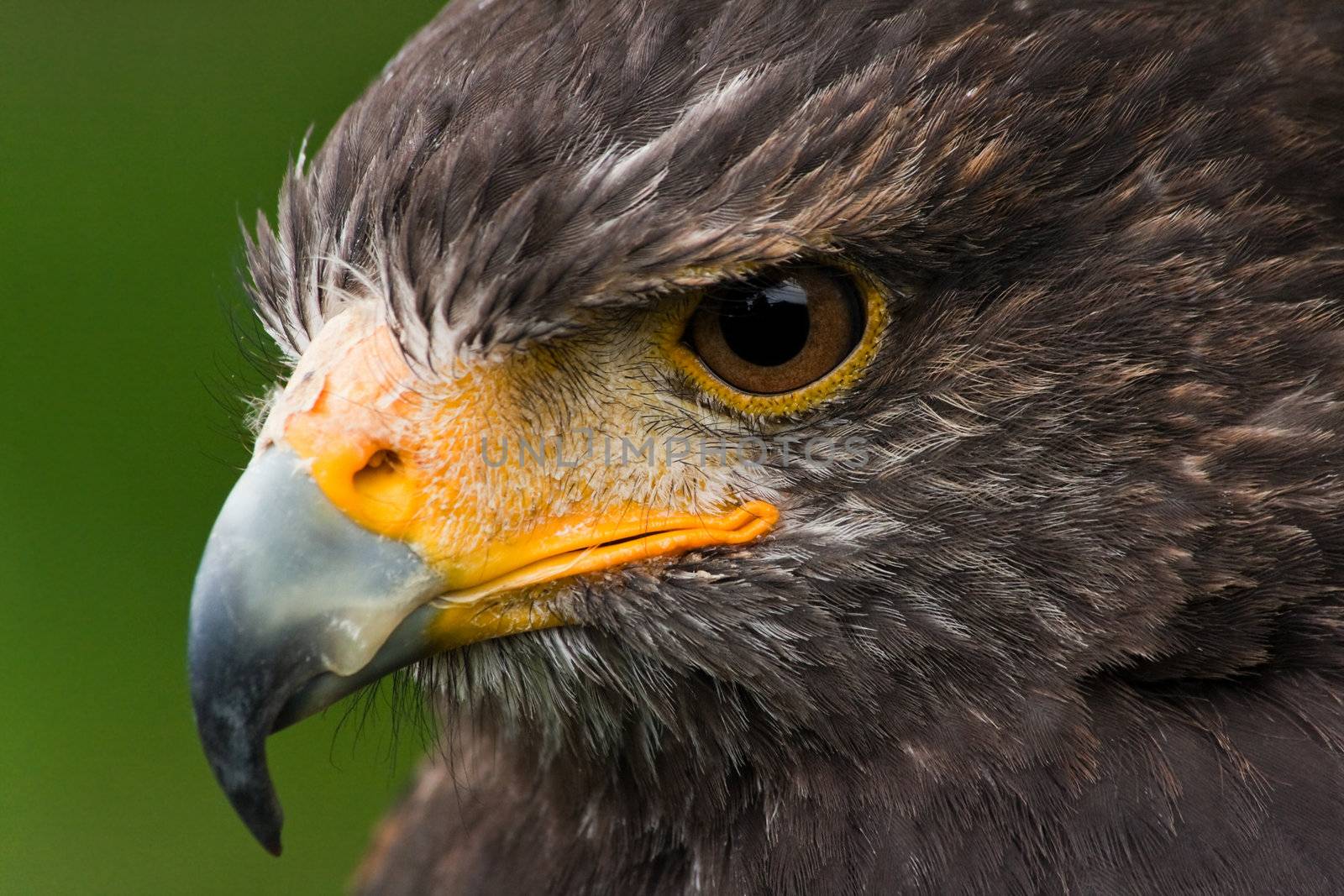 Head of Harris hawk in side angle view