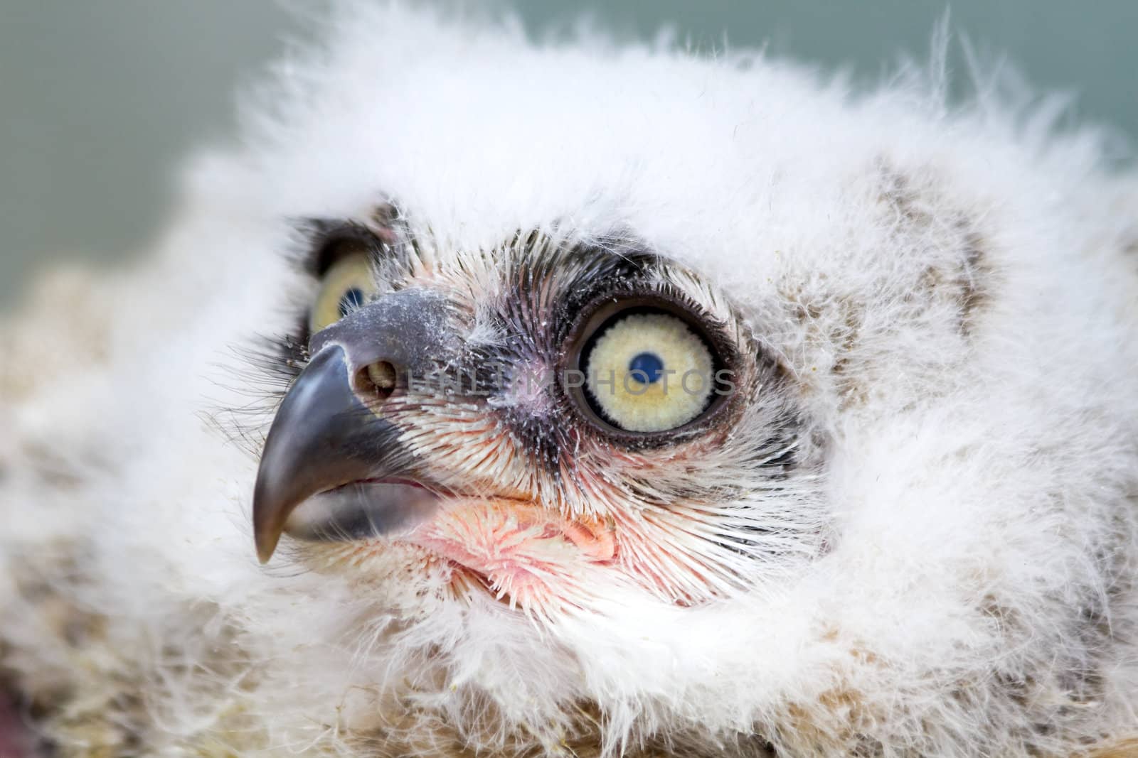 Great Horned Owl young white nestling in close view