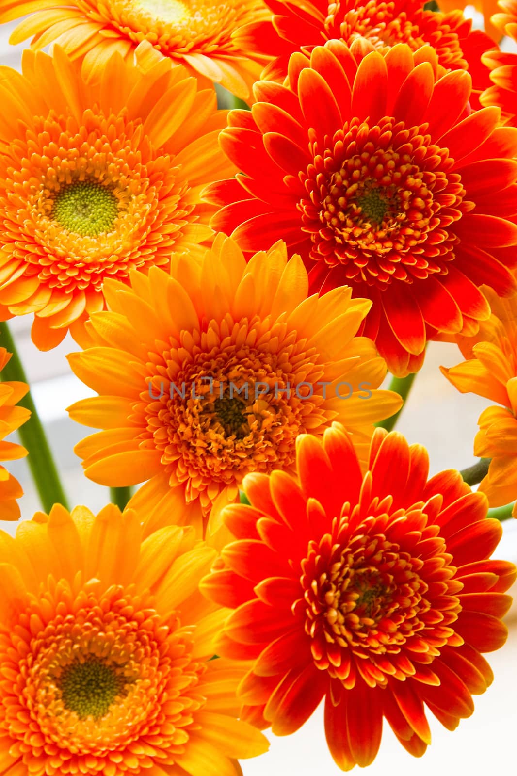 Flaming colors of yellow and red gerberas