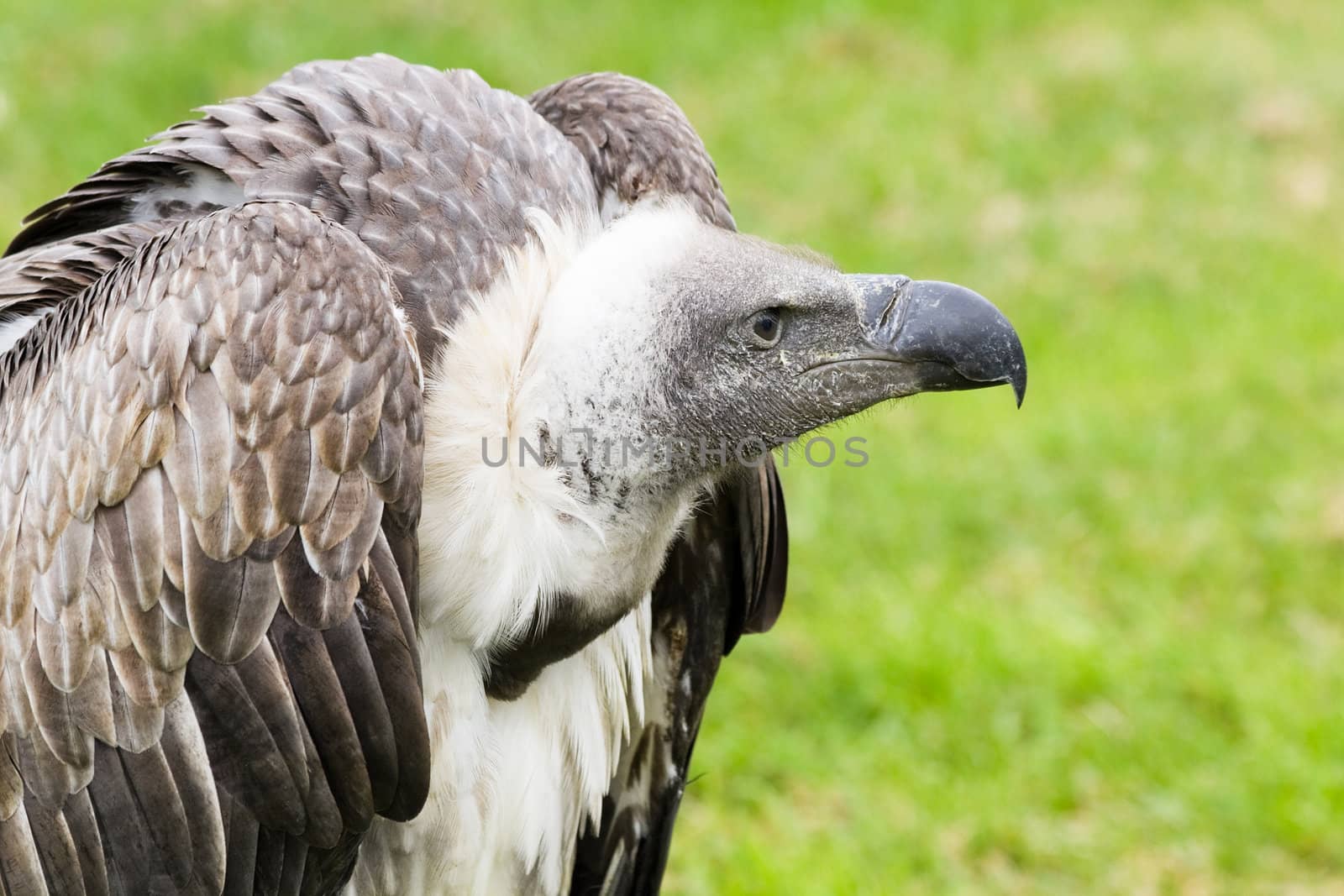 Griffon vulture in side angle view with green background