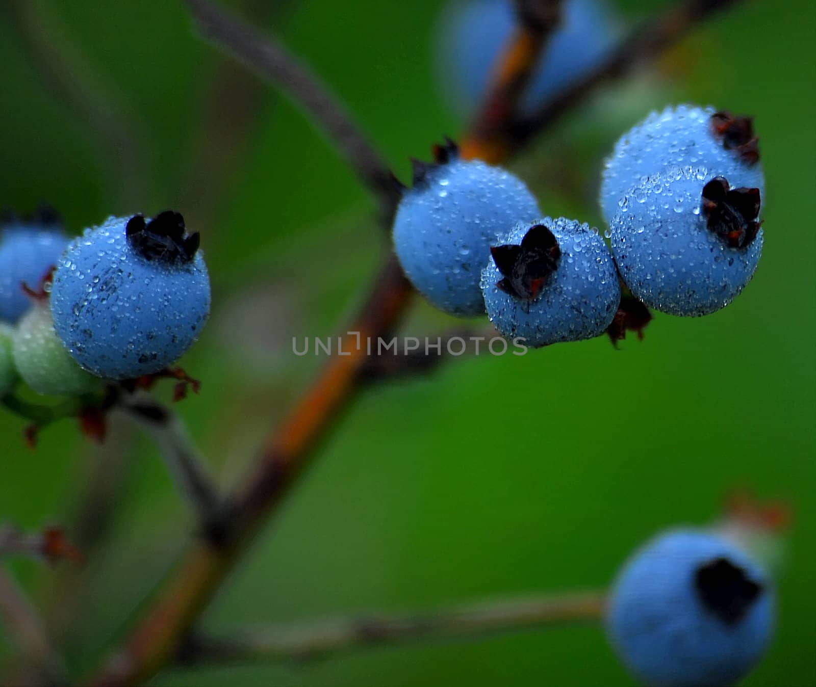 Wild Blueberries (Vaccinium myrtilloides) by nialat