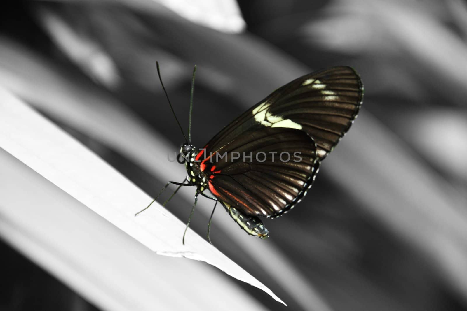 Butterfly in natural surrounds, but colored to stand out.