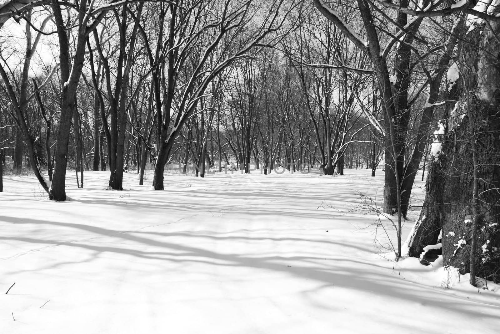 A winter trail, covered in snow in a forest.