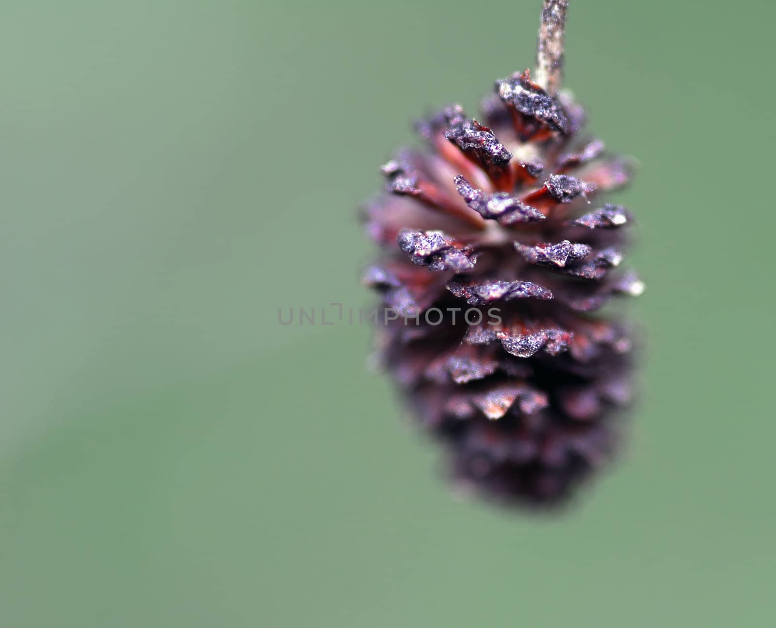 Small Pine Cone by nialat