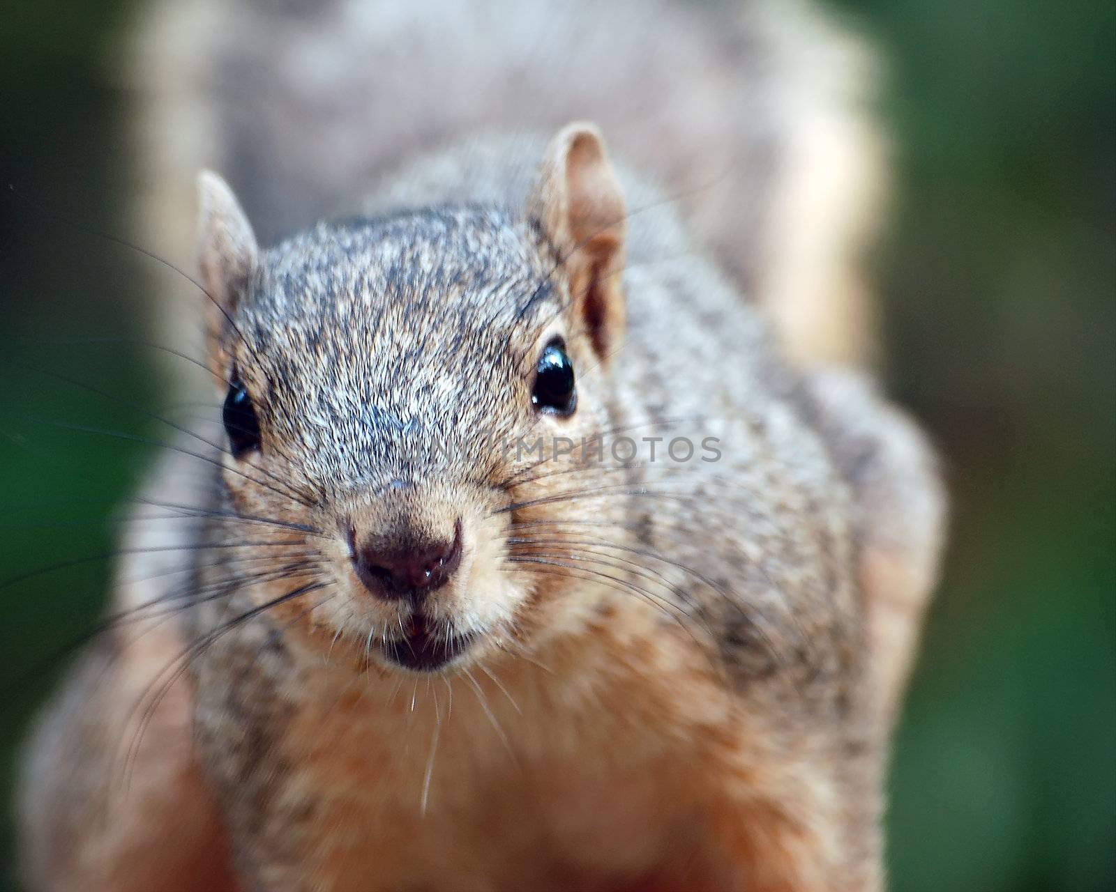 Squirrel by nialat