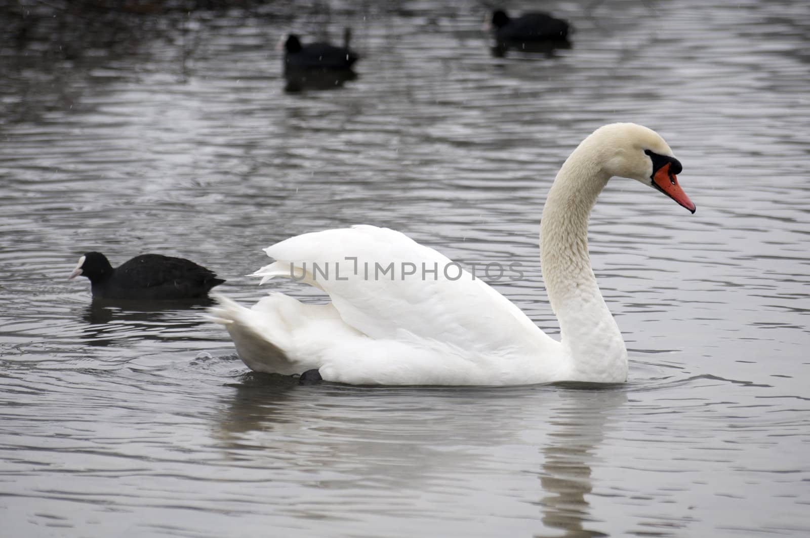 A swan on a lake in winter