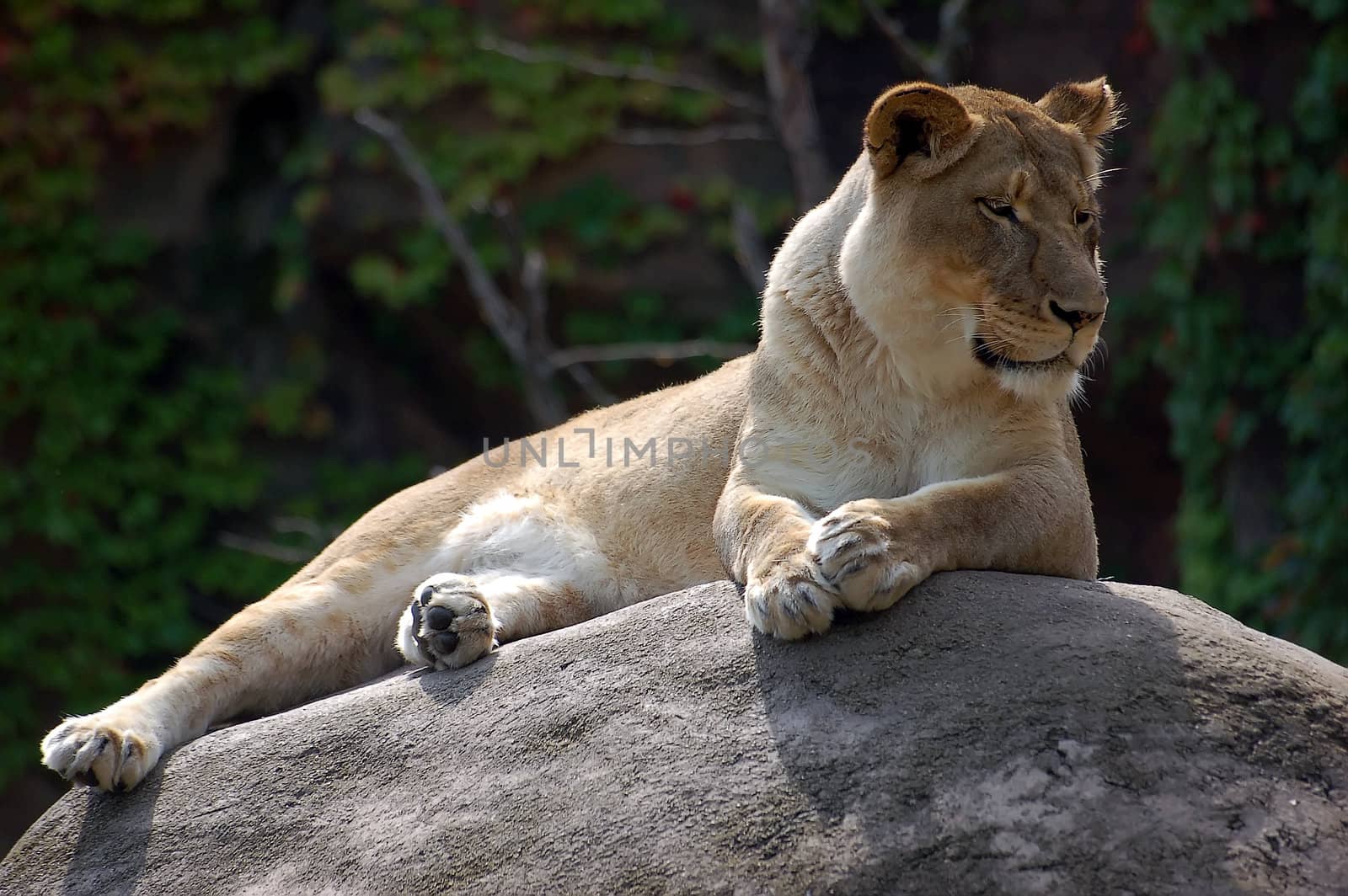 Picture of a female lion on a big rock