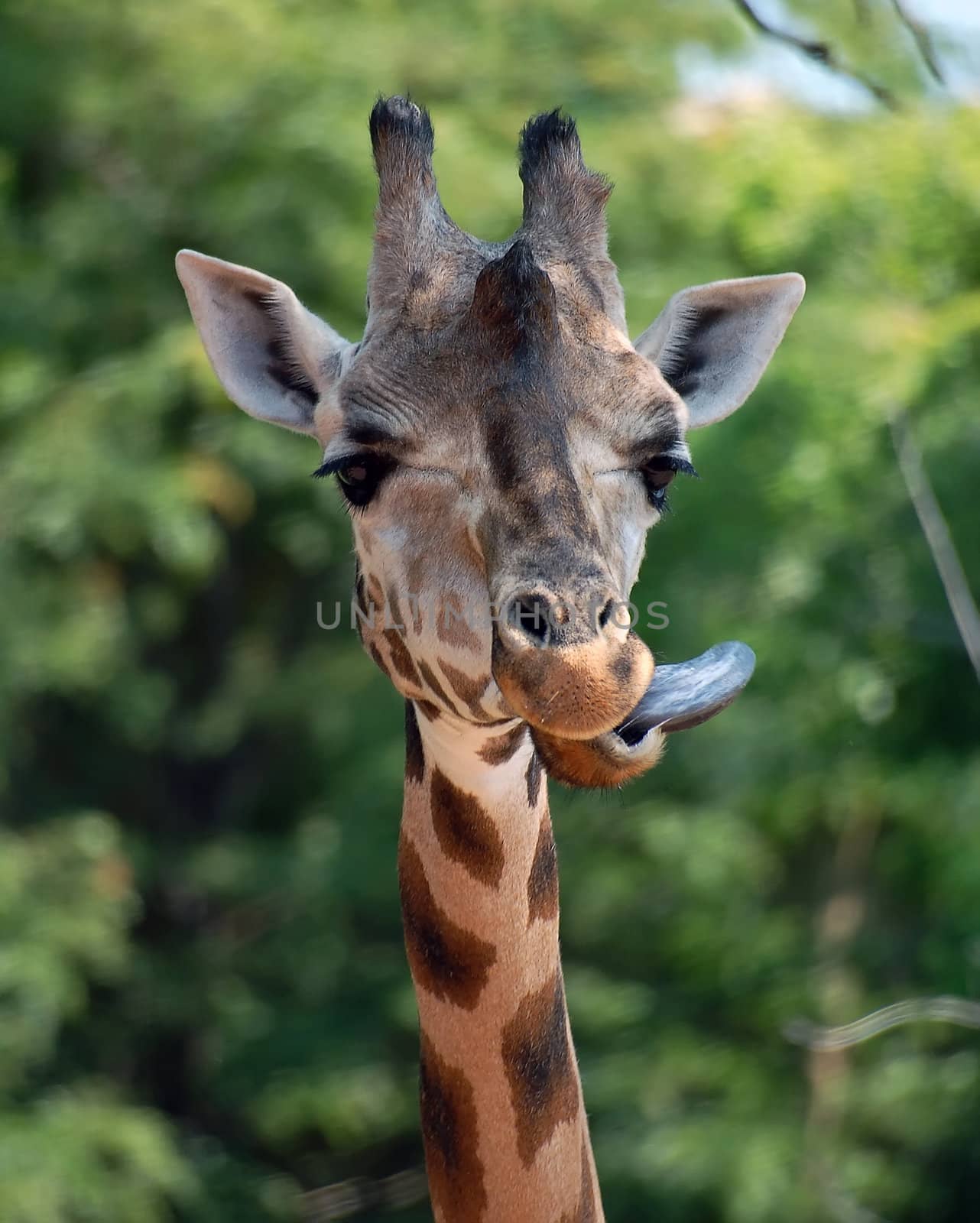 Close-up portrait of a Giraffe with her tongue out