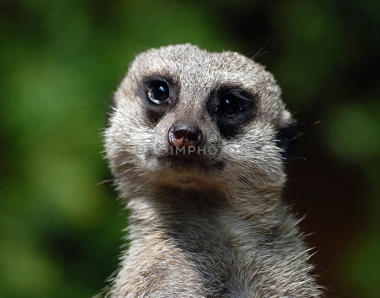 A close-up portrait of a Meerkat