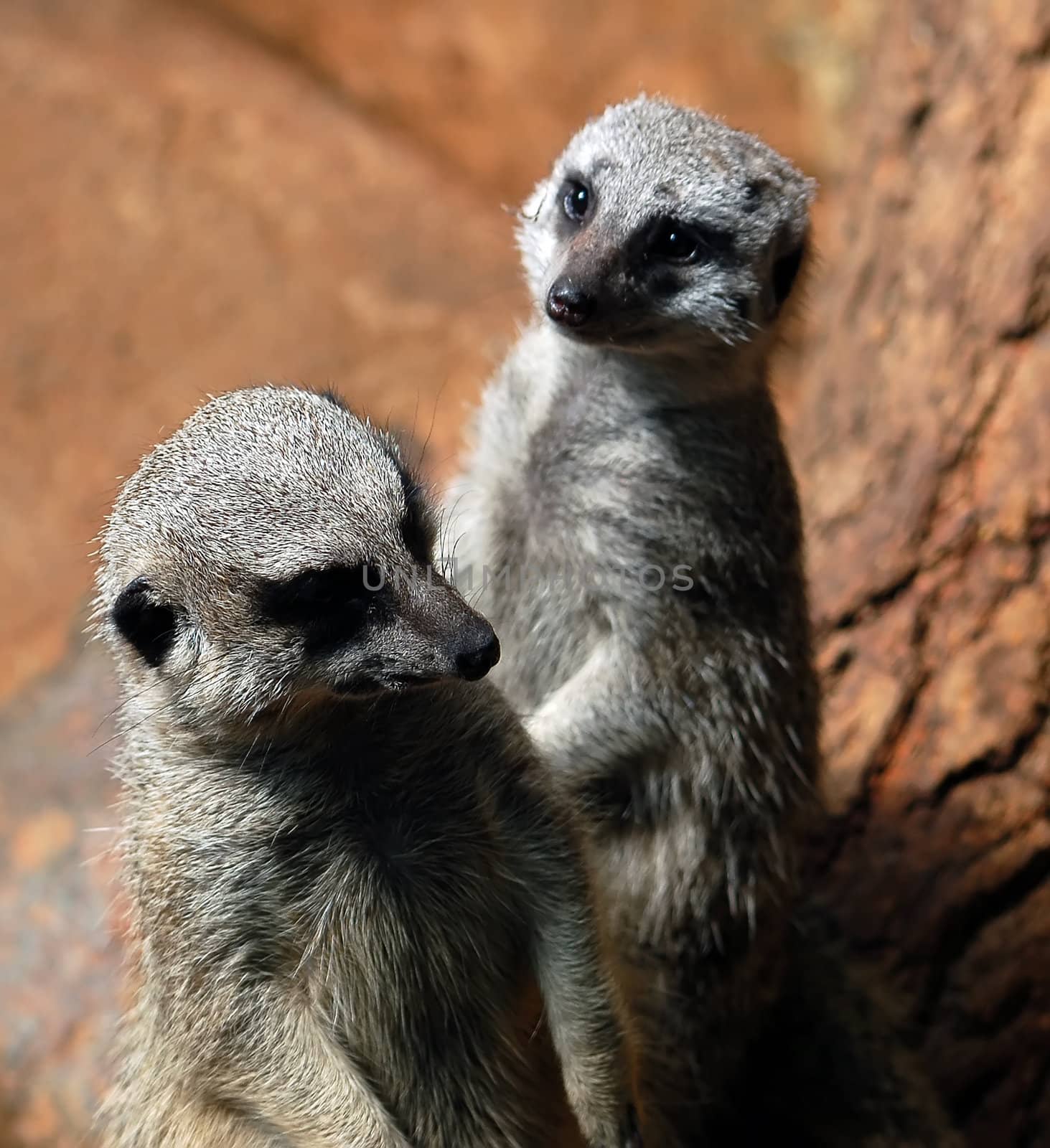 Meerkats (Suricata suricatta) by nialat