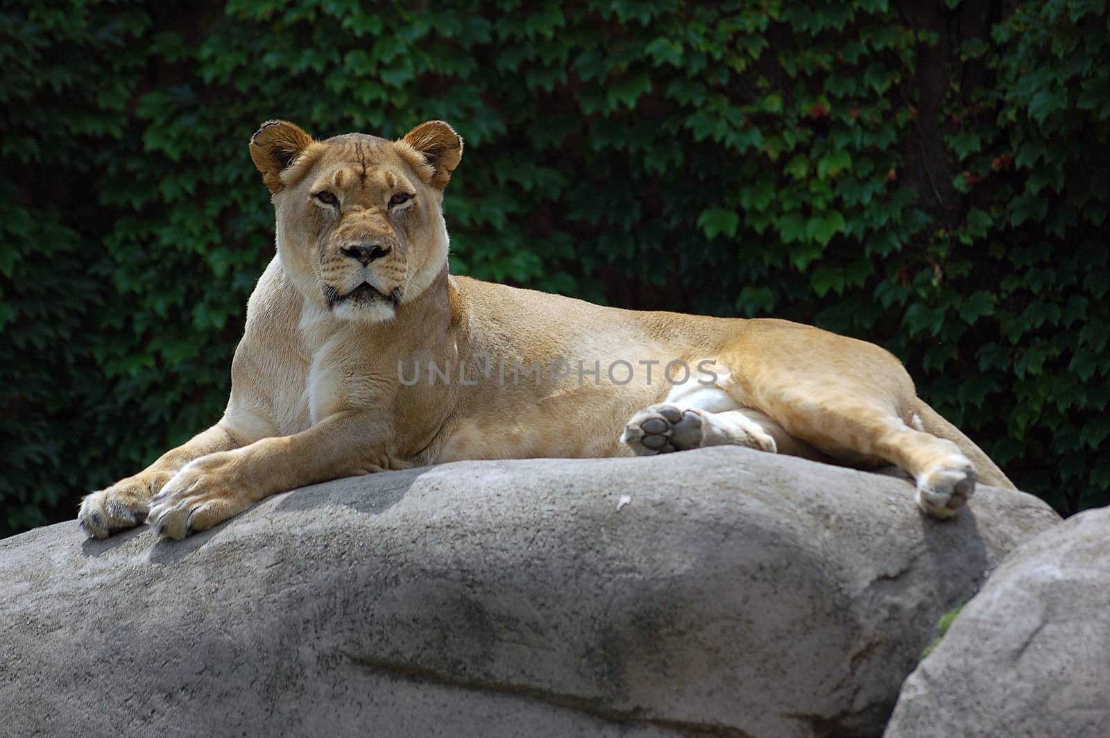 Picture of a female lion on a big rock