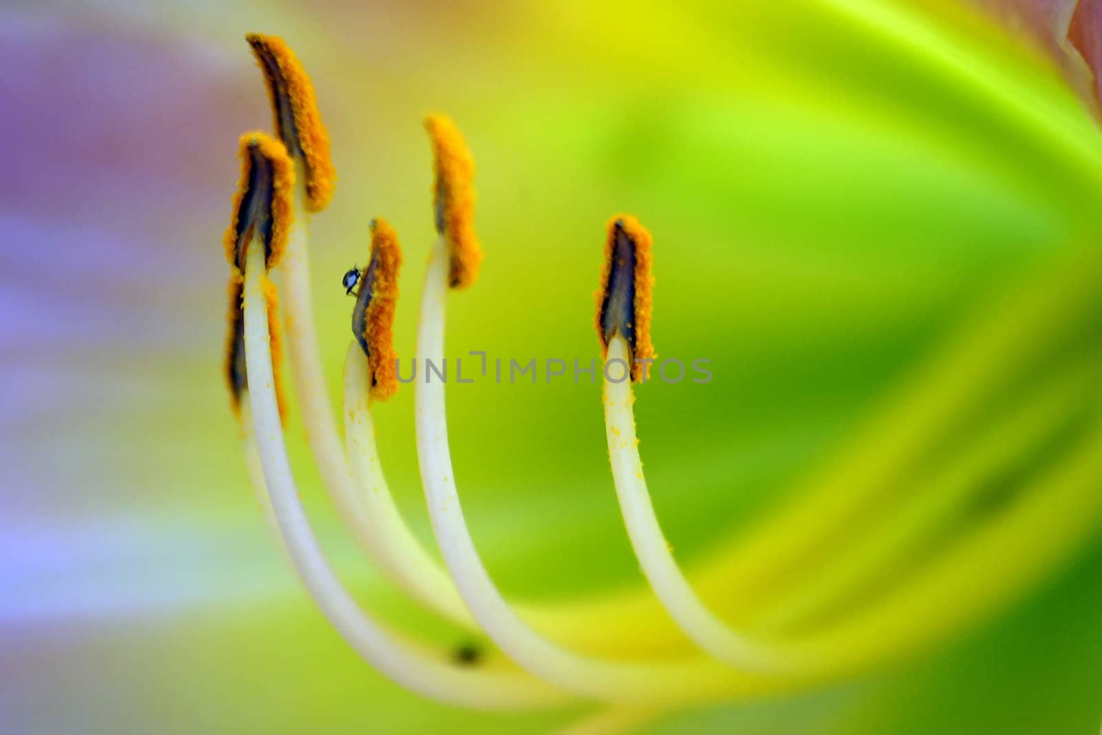 Macro of a flower's stamens with a tinny bug on them