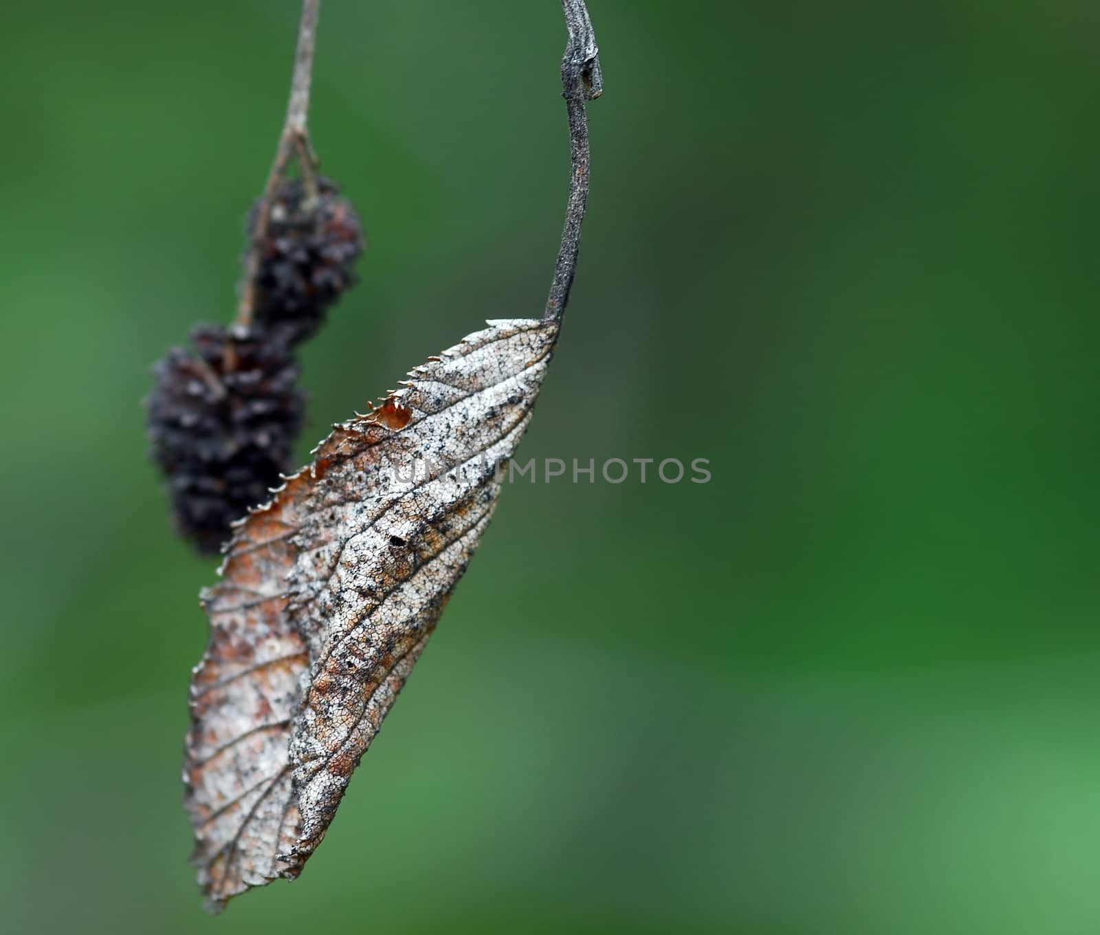 Macro picture of a dead leaf with a green background