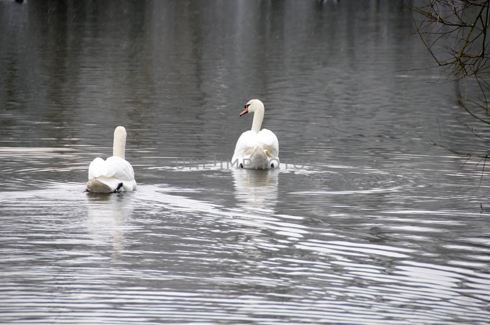 A swan on a lake in winter