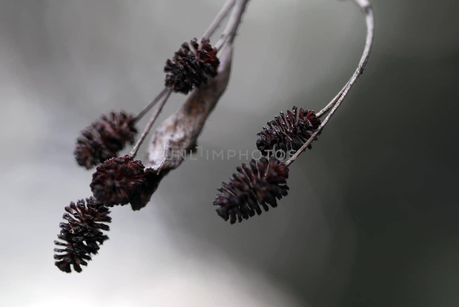 Macro picture of some small seed pods with a gray background